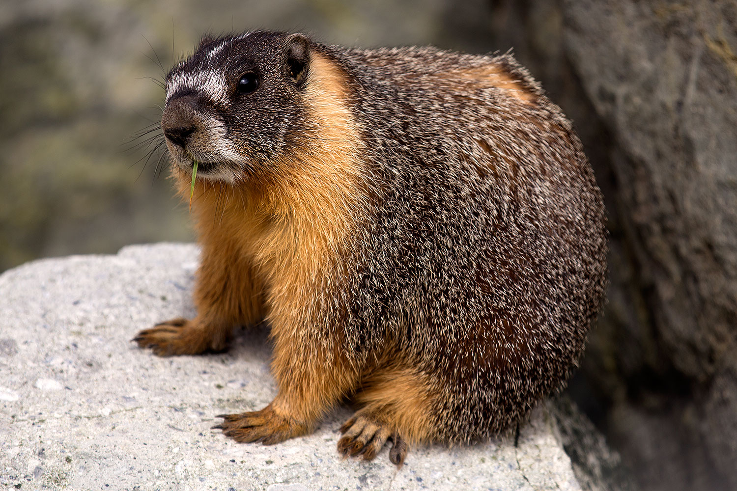2016-09-03-sierra-marmot-6d_1604