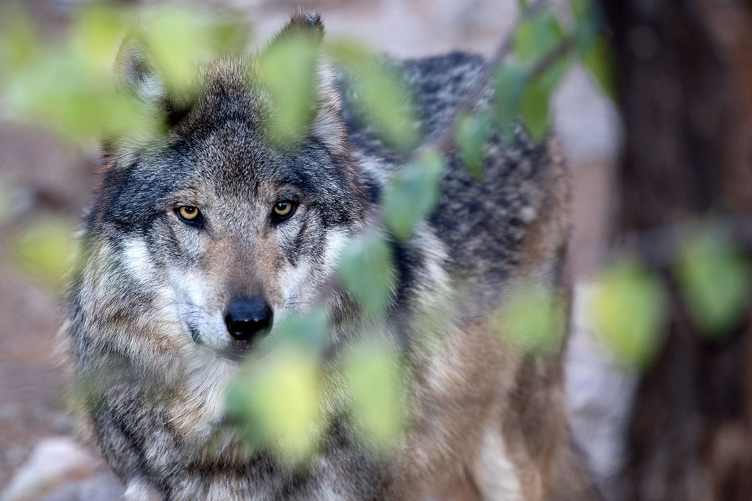 2016 12 29 tuc museum wolf 1x2 1348