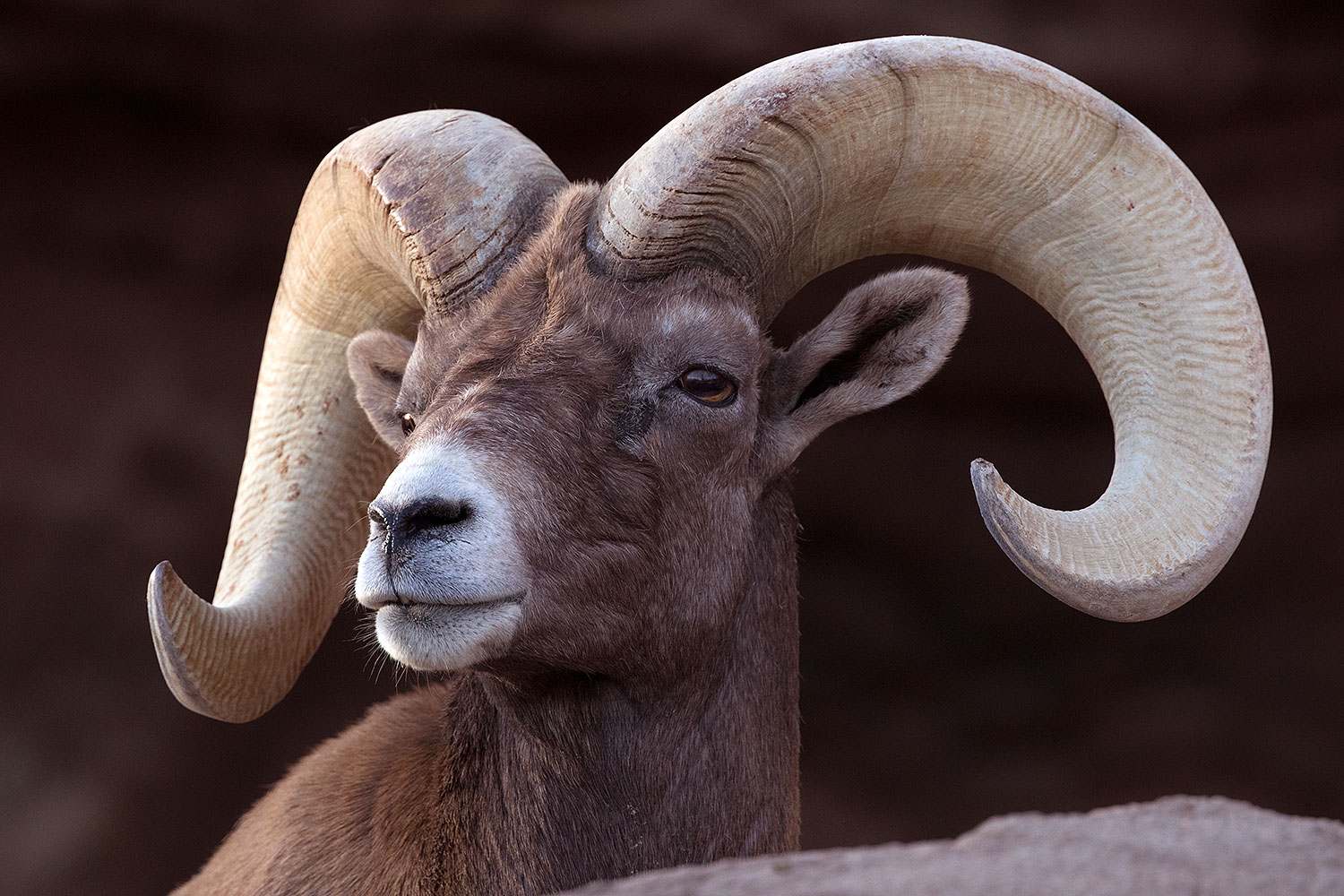 2016 12 30 tuc museum bighorn 1x2 1912