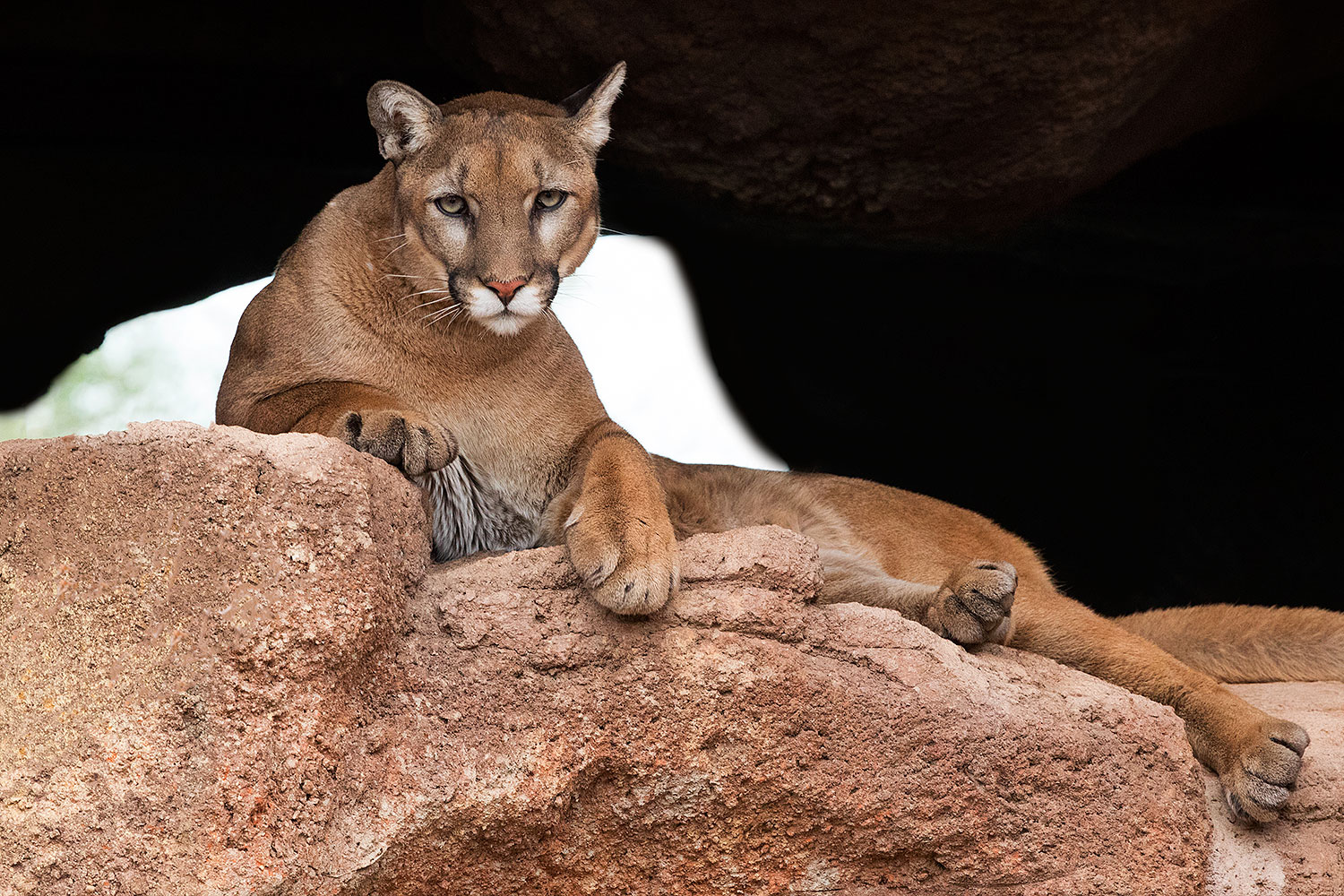 2017 01 03 desert puma 1x2 2681