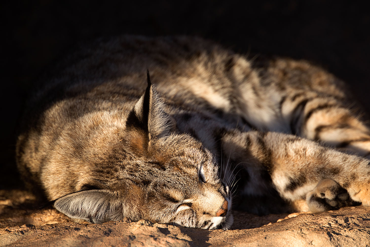 2017-01-04-musem-bobcat-1x2_3108