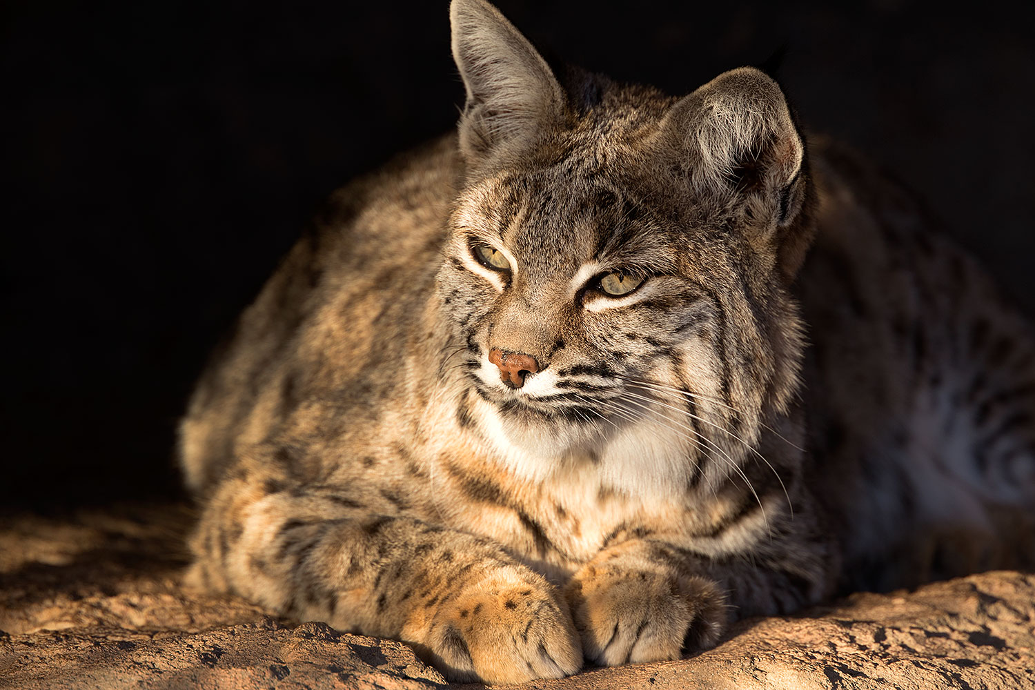 2017-01-04-musem-bobcat-1x2_3151