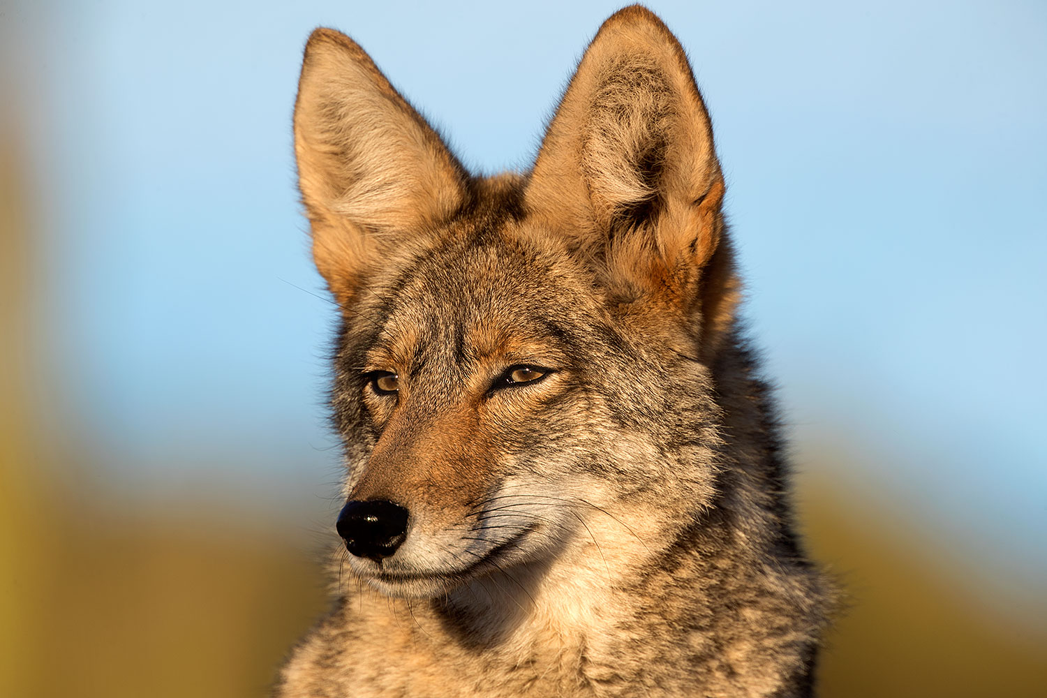 2017 01 04 museum coyotes 1x2 3241