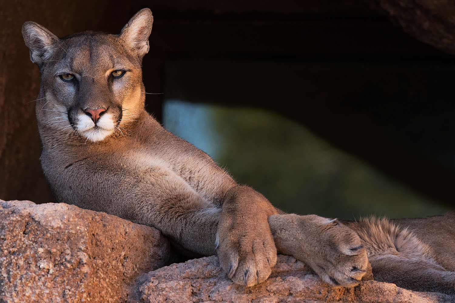 2017 01 07 desert puma 1x2 8142