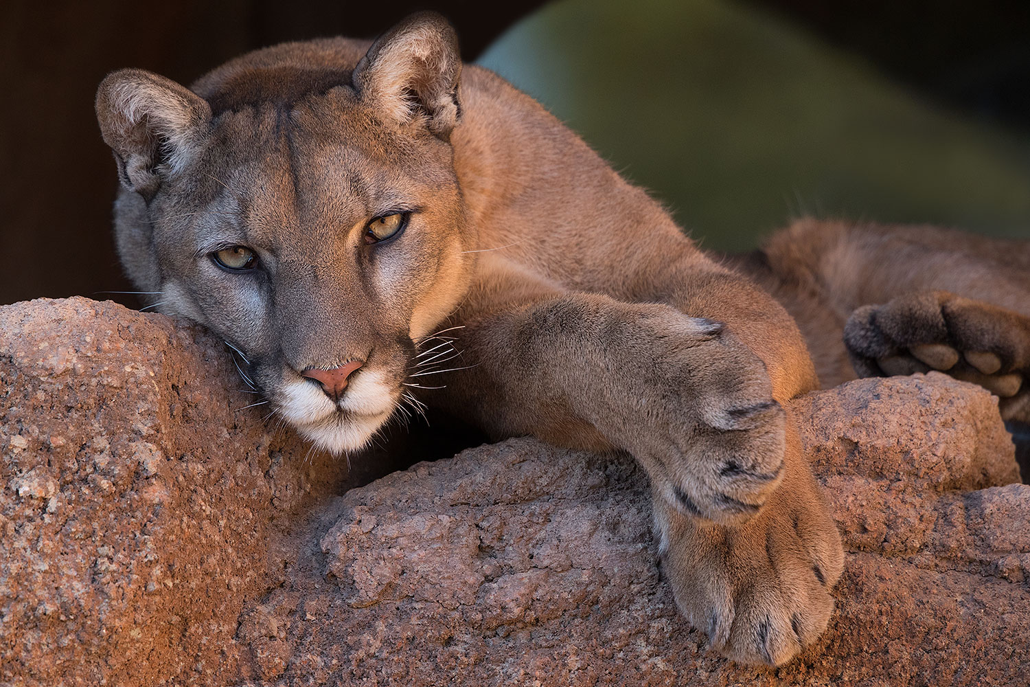 2017 01 07 desert puma 1x2 8228