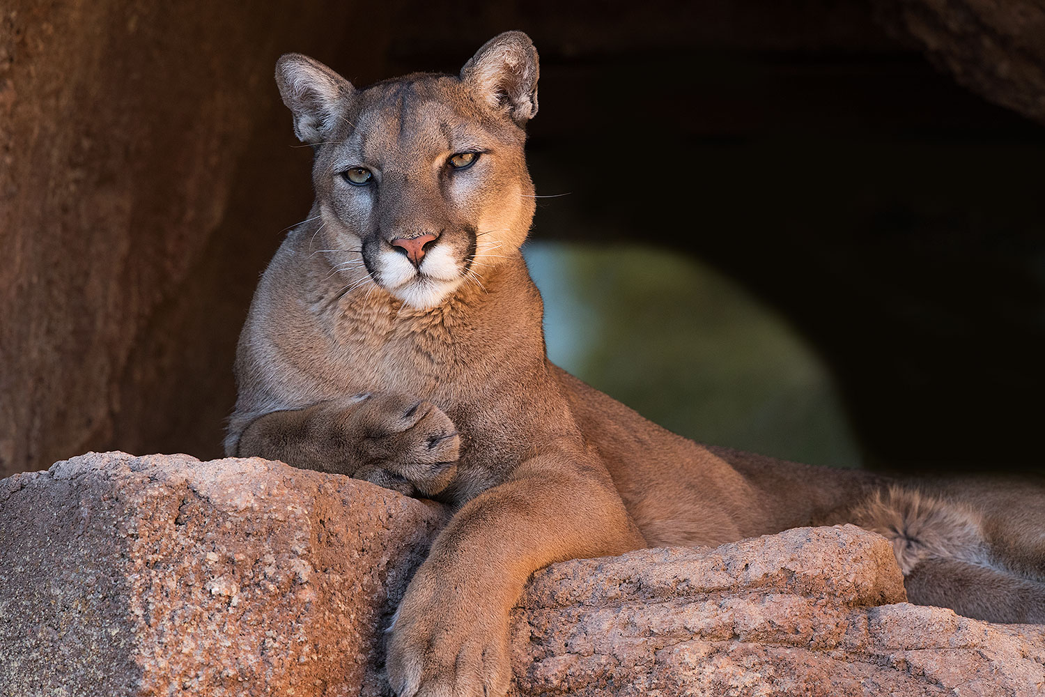 2017-01-07-desert-puma-1x2_8450