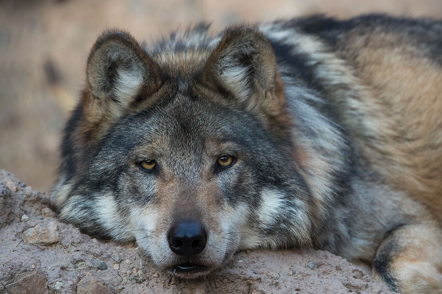 2017-01-07-desert-wolf-1x2_9040