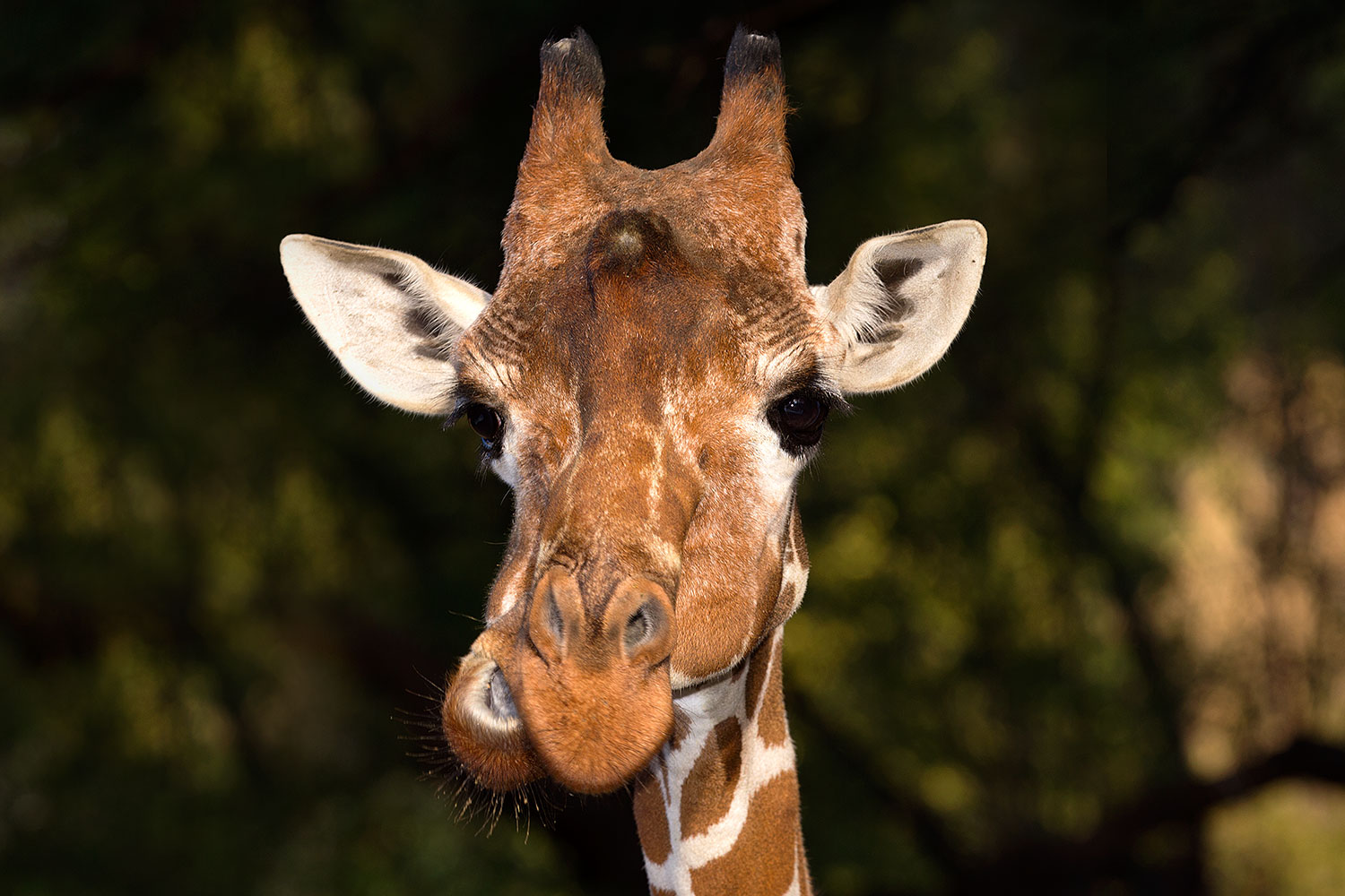 2017 01 08 reid giraffe 1x 34299