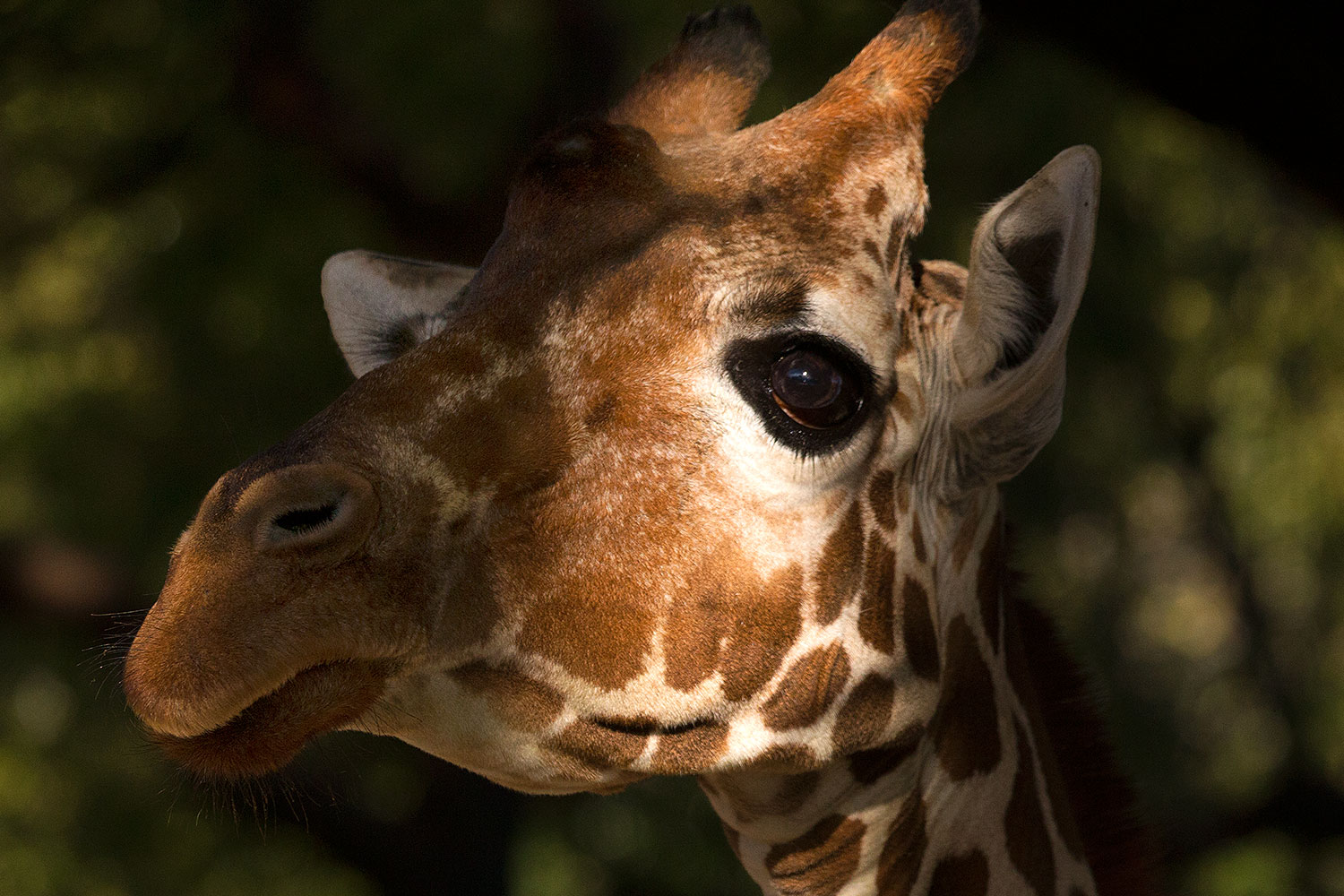 2017 01 08 reid giraffe 1x 34405