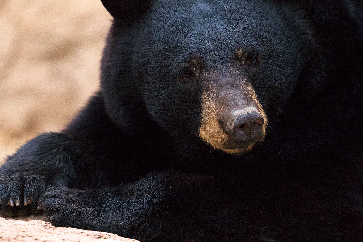 2017-01-09-museum-bear-1x2_12487