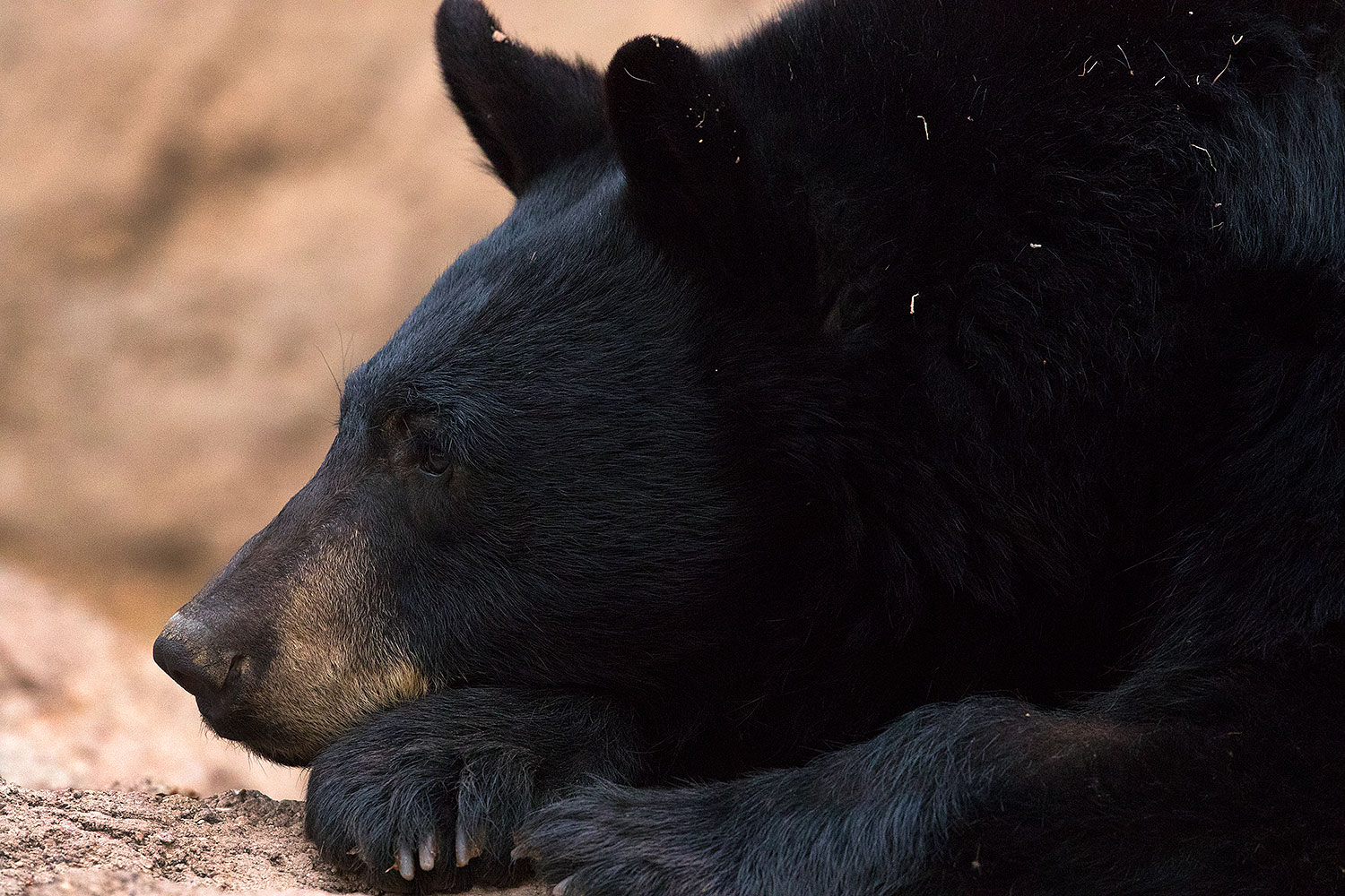 2017-01-09-museum-bear-1x2_12496