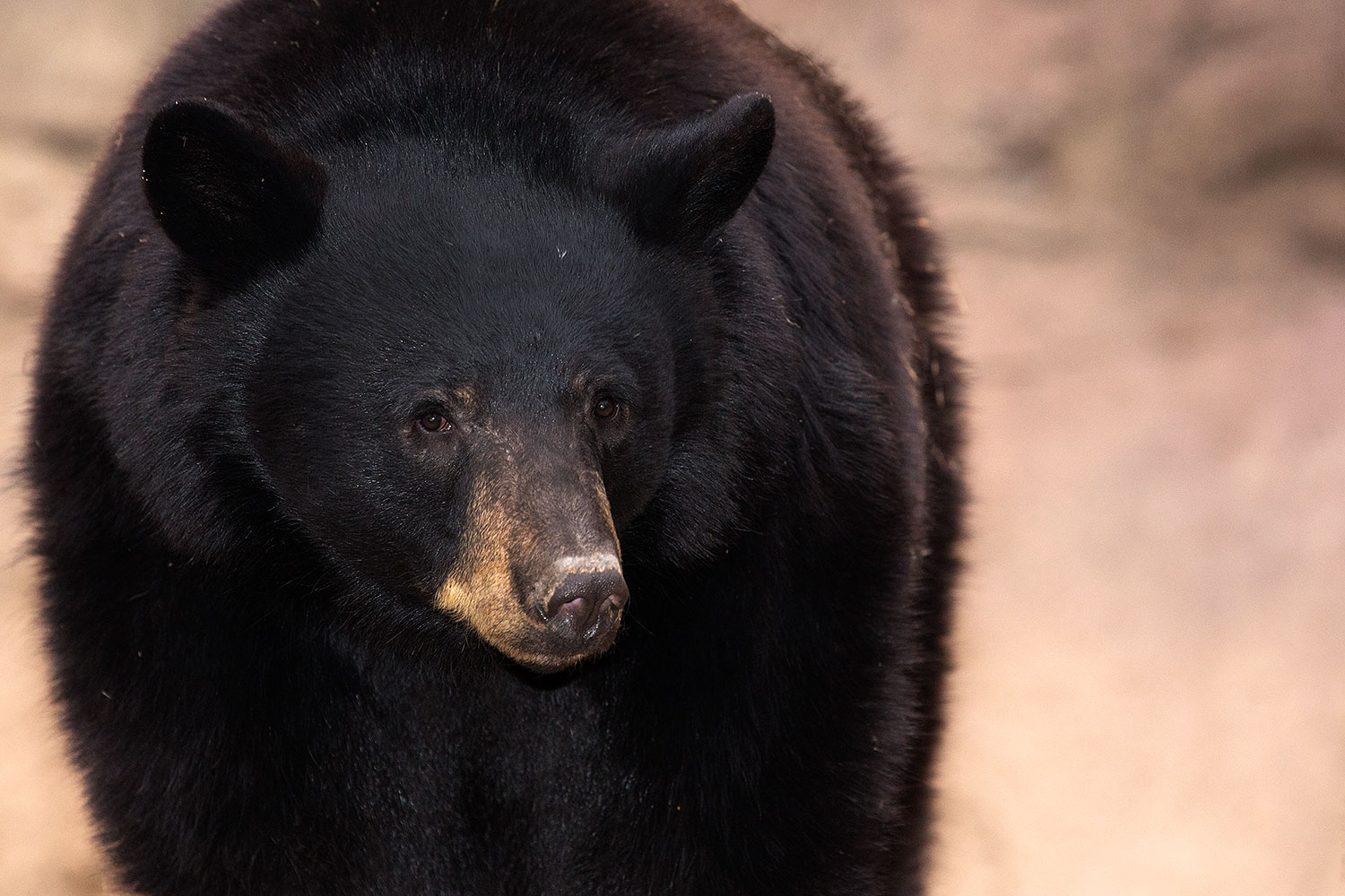 2017-01-09-museum-bear-1x_34559