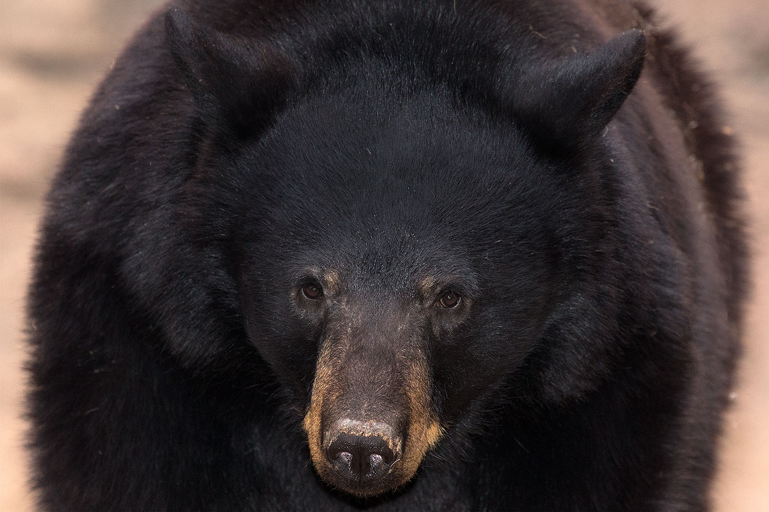 2017-01-09-museum-bear-1x_34562m