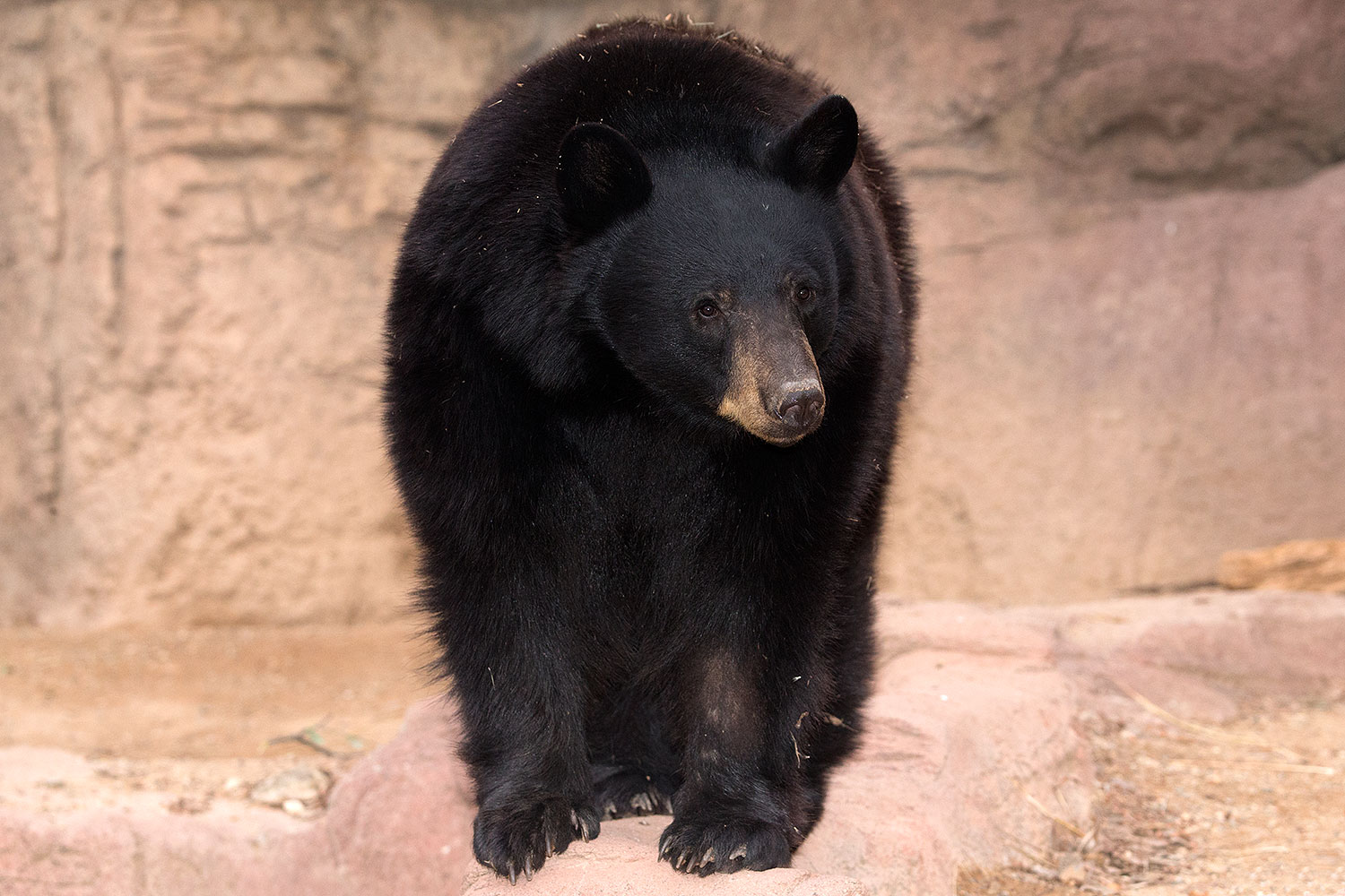 2017-01-09-museum-bear-1x_34583