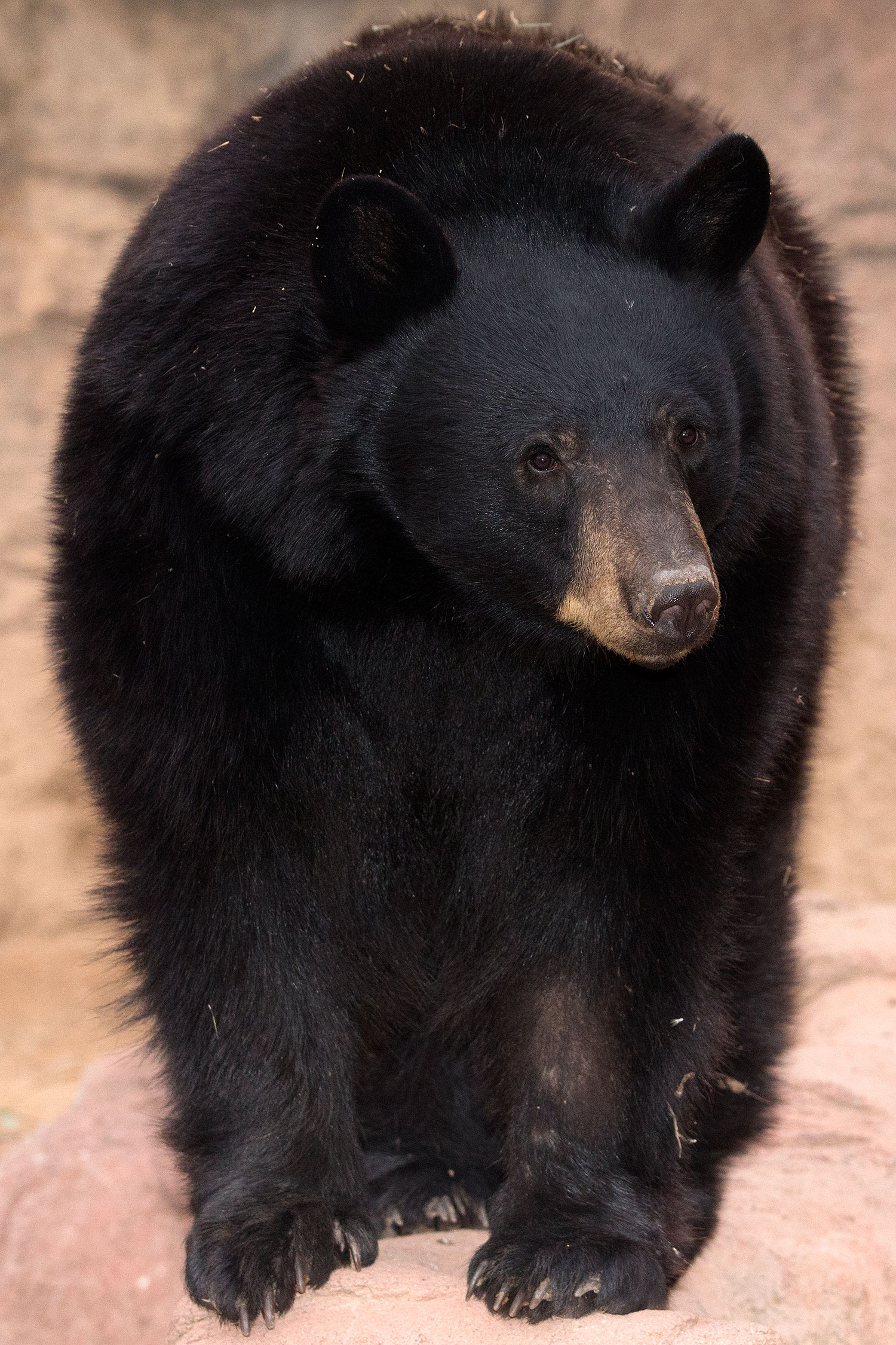 2017-01-09-museum-bear-1x_34583v
