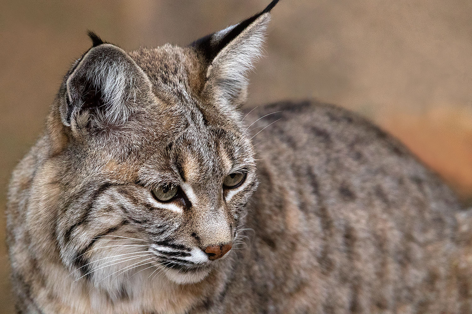 2017-01-09-museum-bobcat-1x2_12288