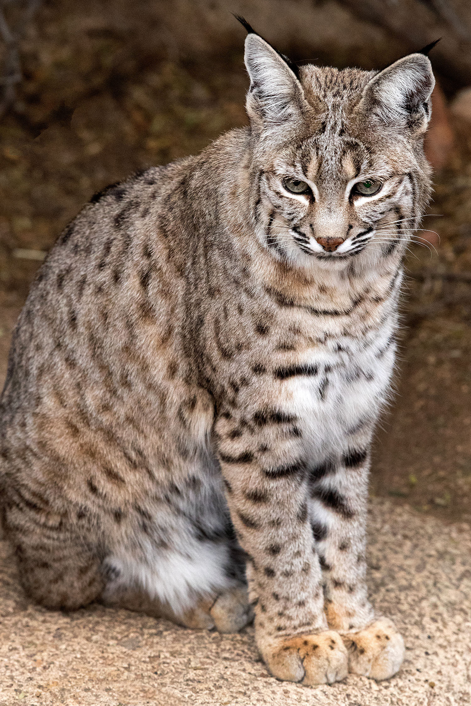 2017-01-09-museum-bobcat-1x2_12402v