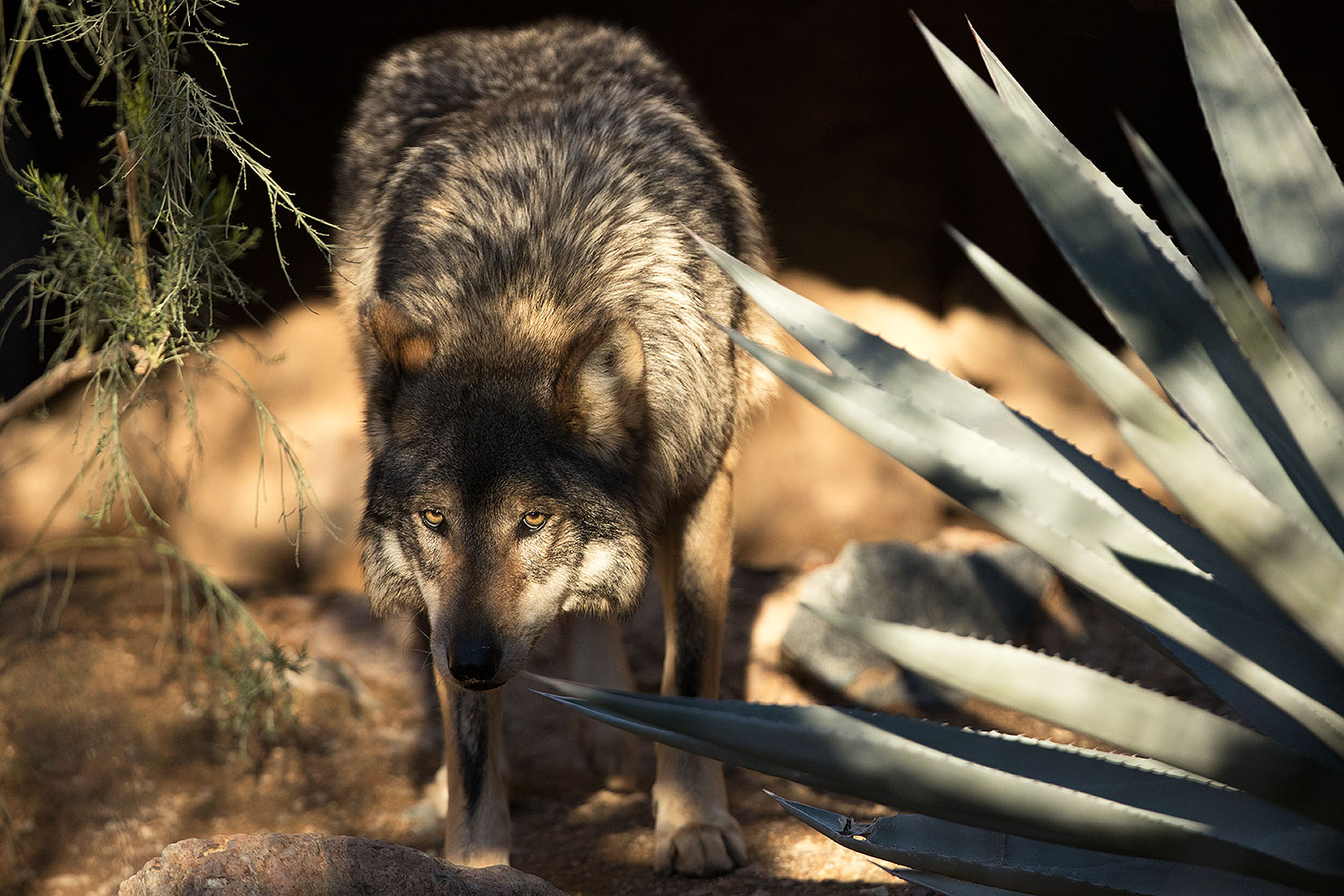 2017 01 26 museum wolves 5d4 0350