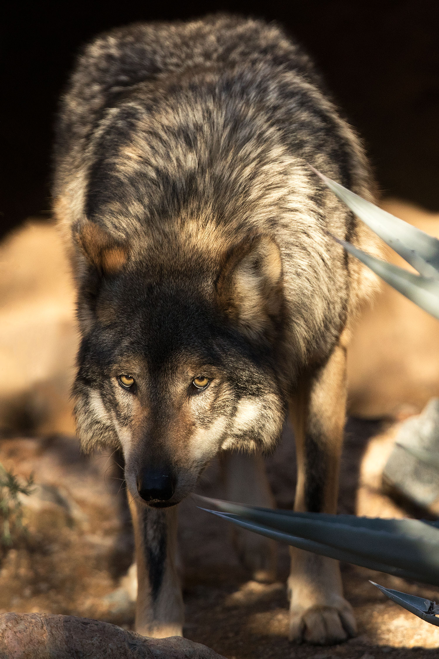 2017-01-26-museum-wolves-5d4_0350v