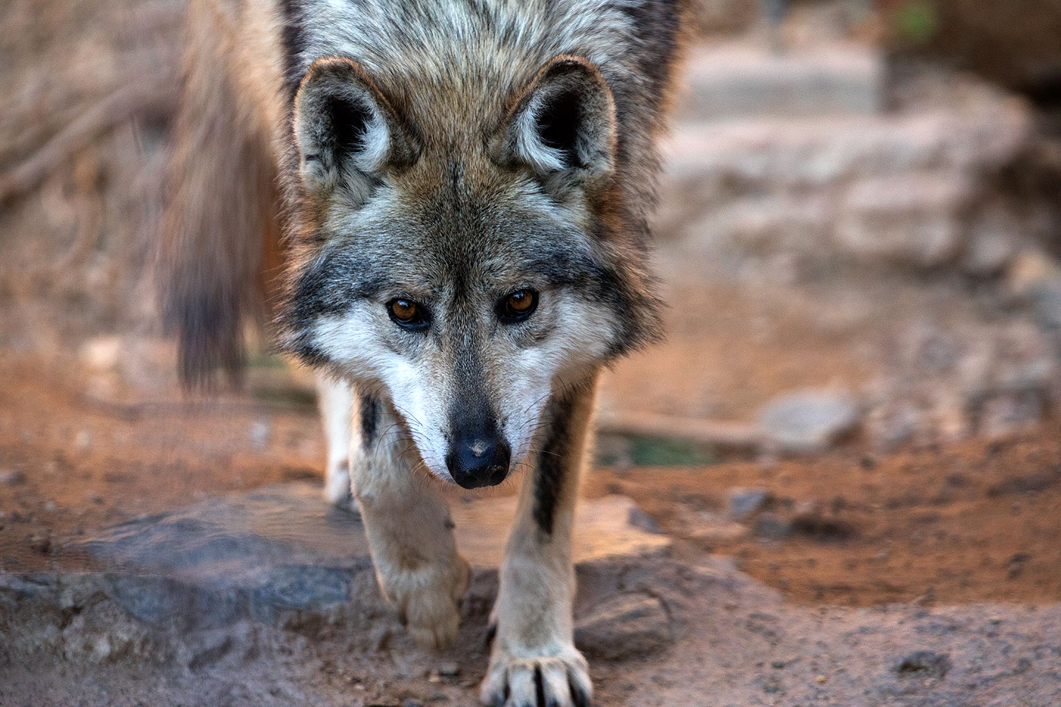 2017-01-26-museum-wolves-5d4_0458