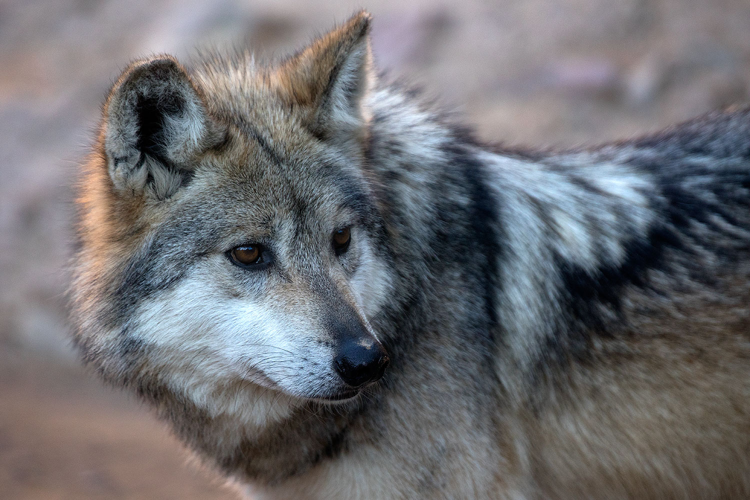 2017-01-26-museum-wolves-5d4_0468
