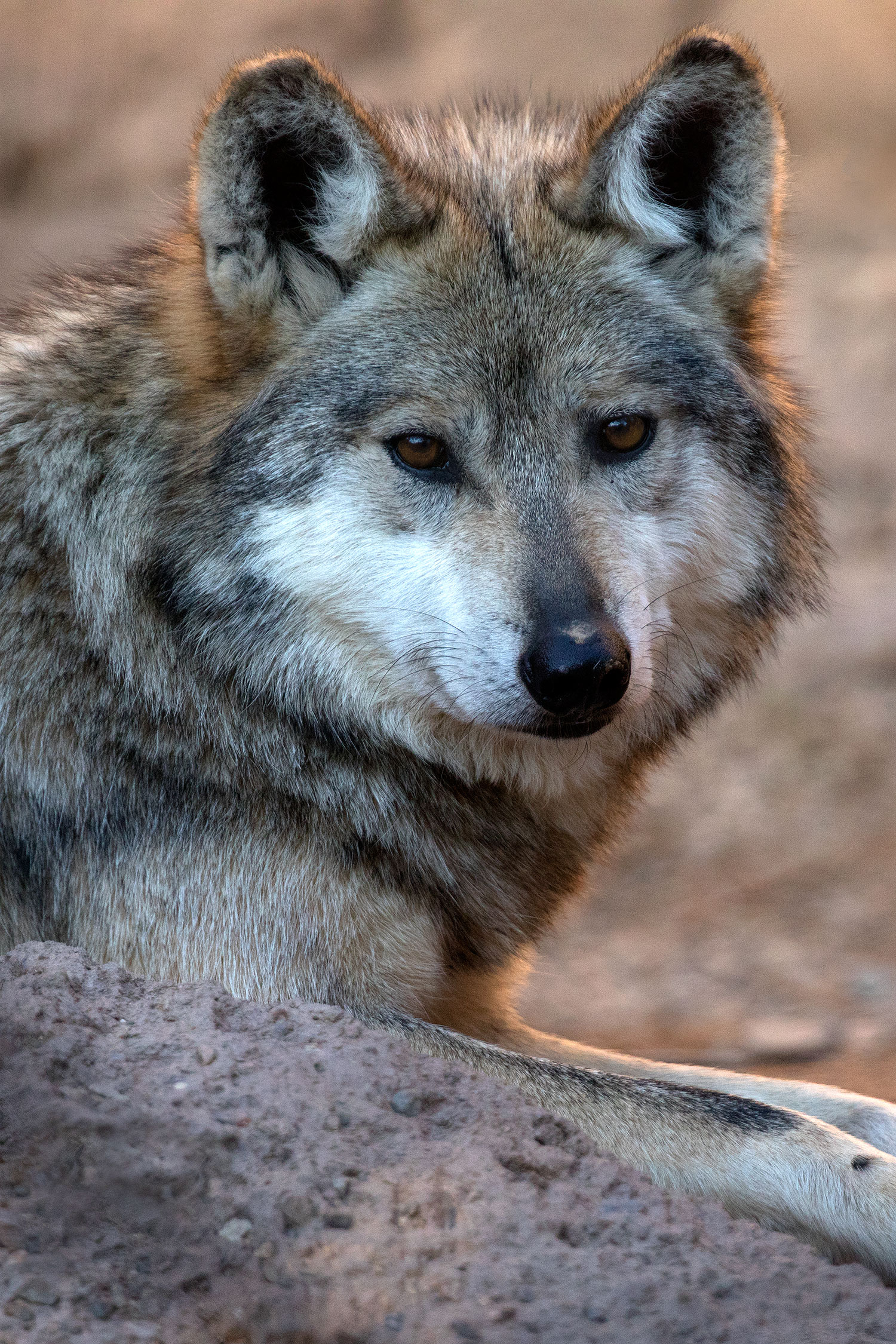 2017-01-26-museum-wolves-5d4_0487v