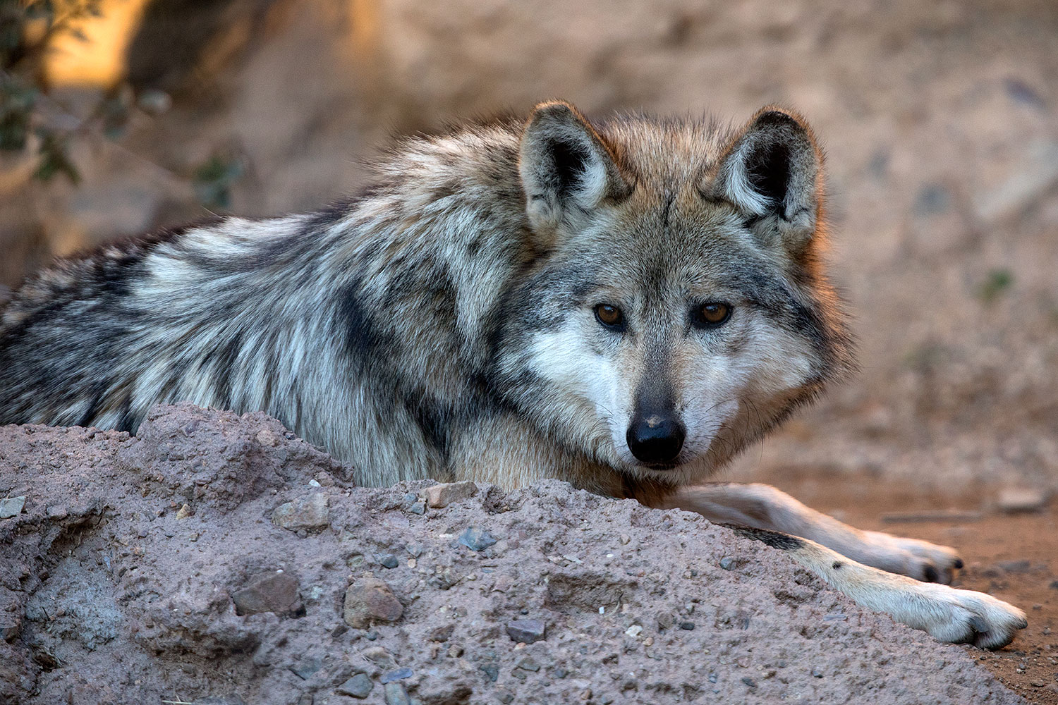 2017-01-26-museum-wolves-5d4_0669