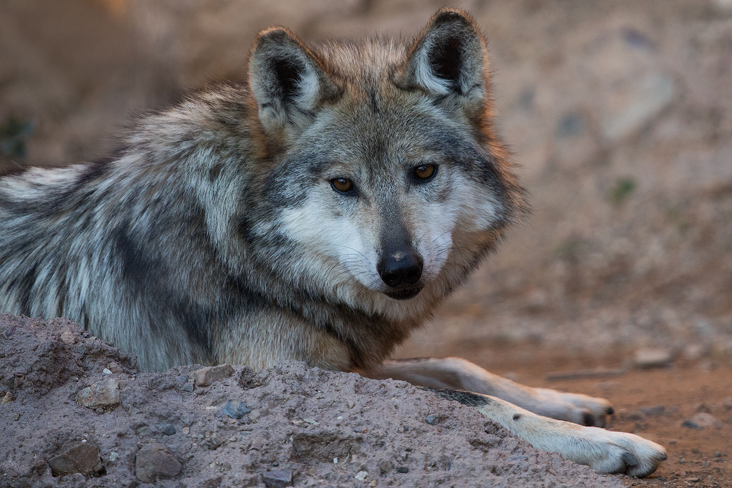 2017-01-26-museum-wolves-5d4_0677