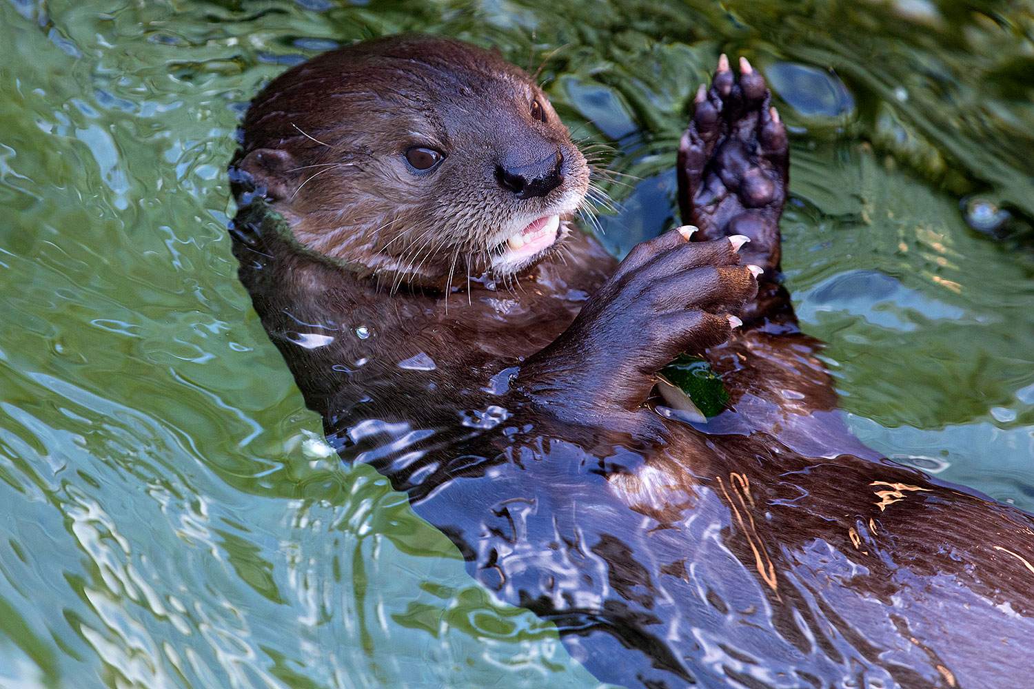 2017 01 27 reid otters 5d4 0837