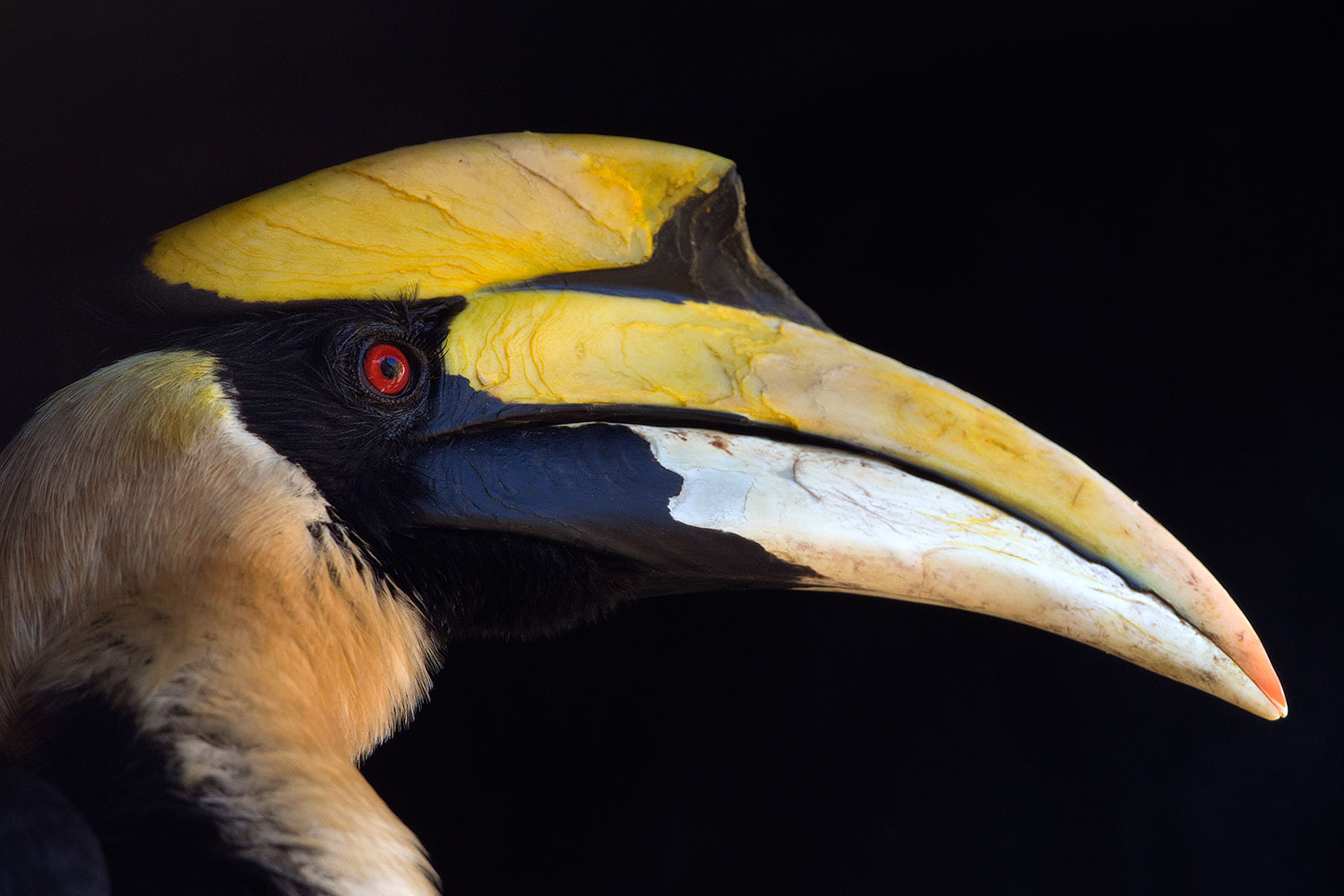 2017 01 28 reid hornbill 1x 35991