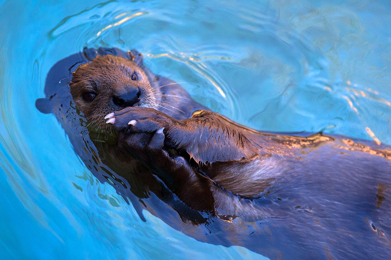 2017 01 29 reid otters 1x 36328