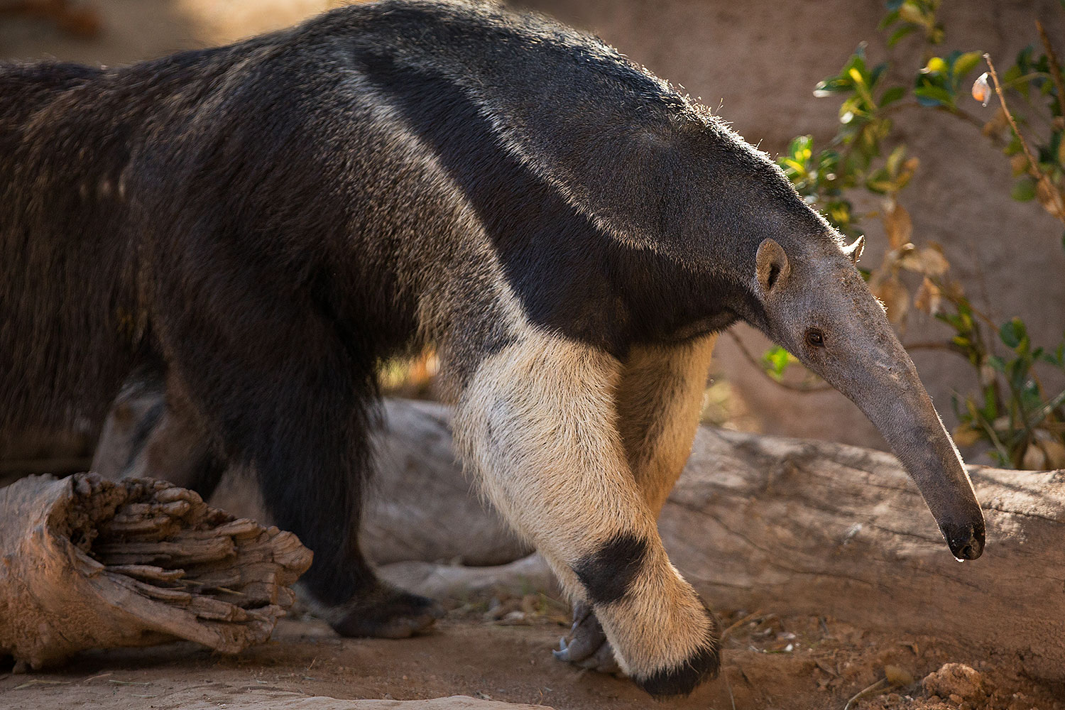 2017 01 31 reid anteaters 1x 37158
