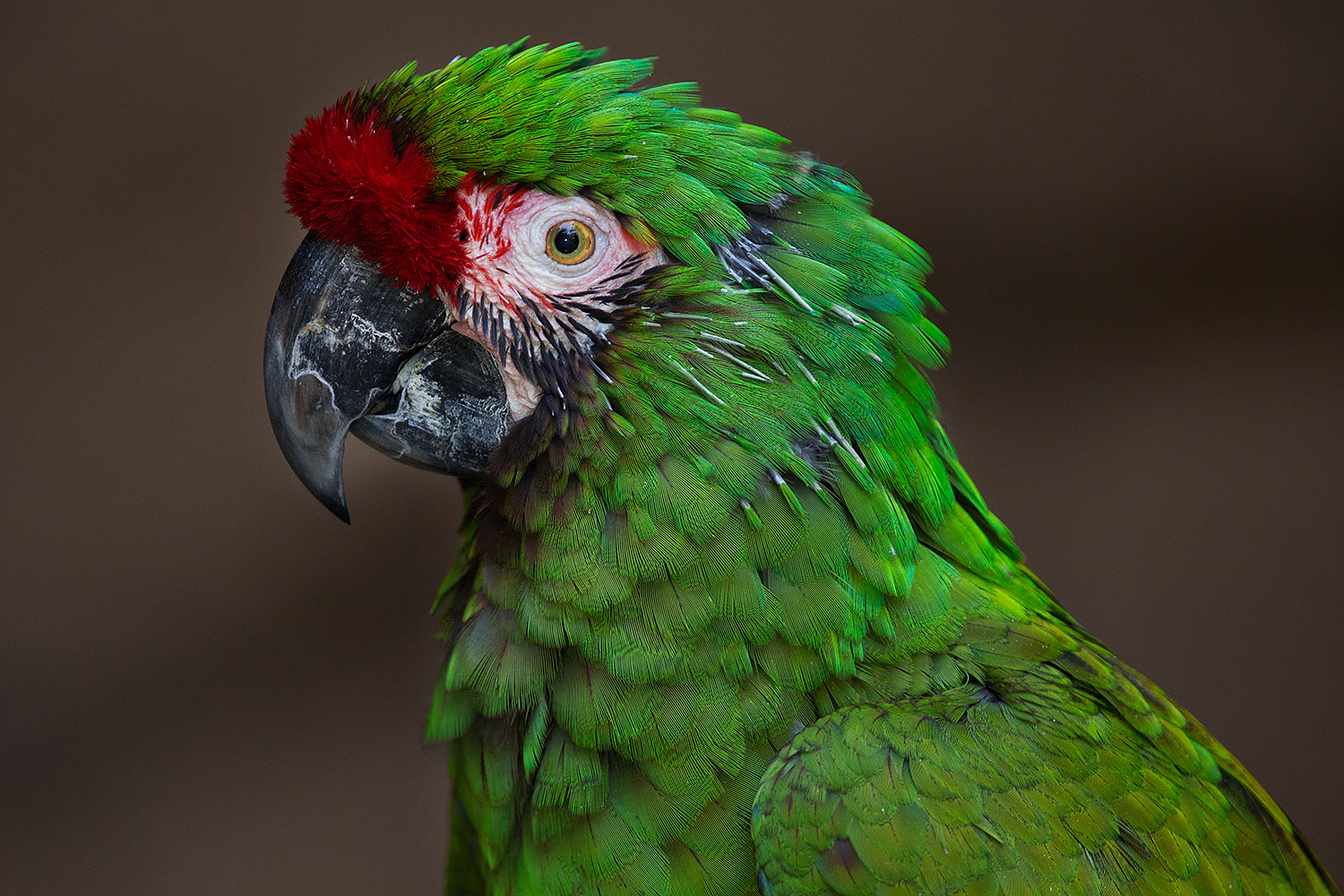 2017 02 02 red mil macaw 1x 38633