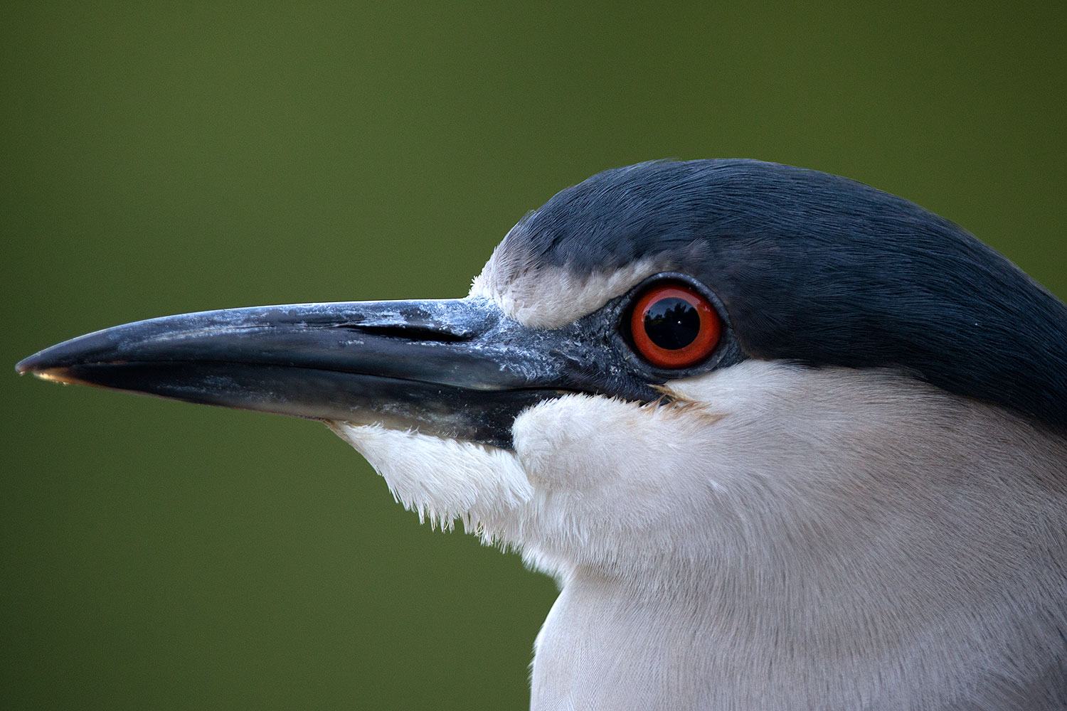 2017-02-02-reid-night-heron-1x_39057