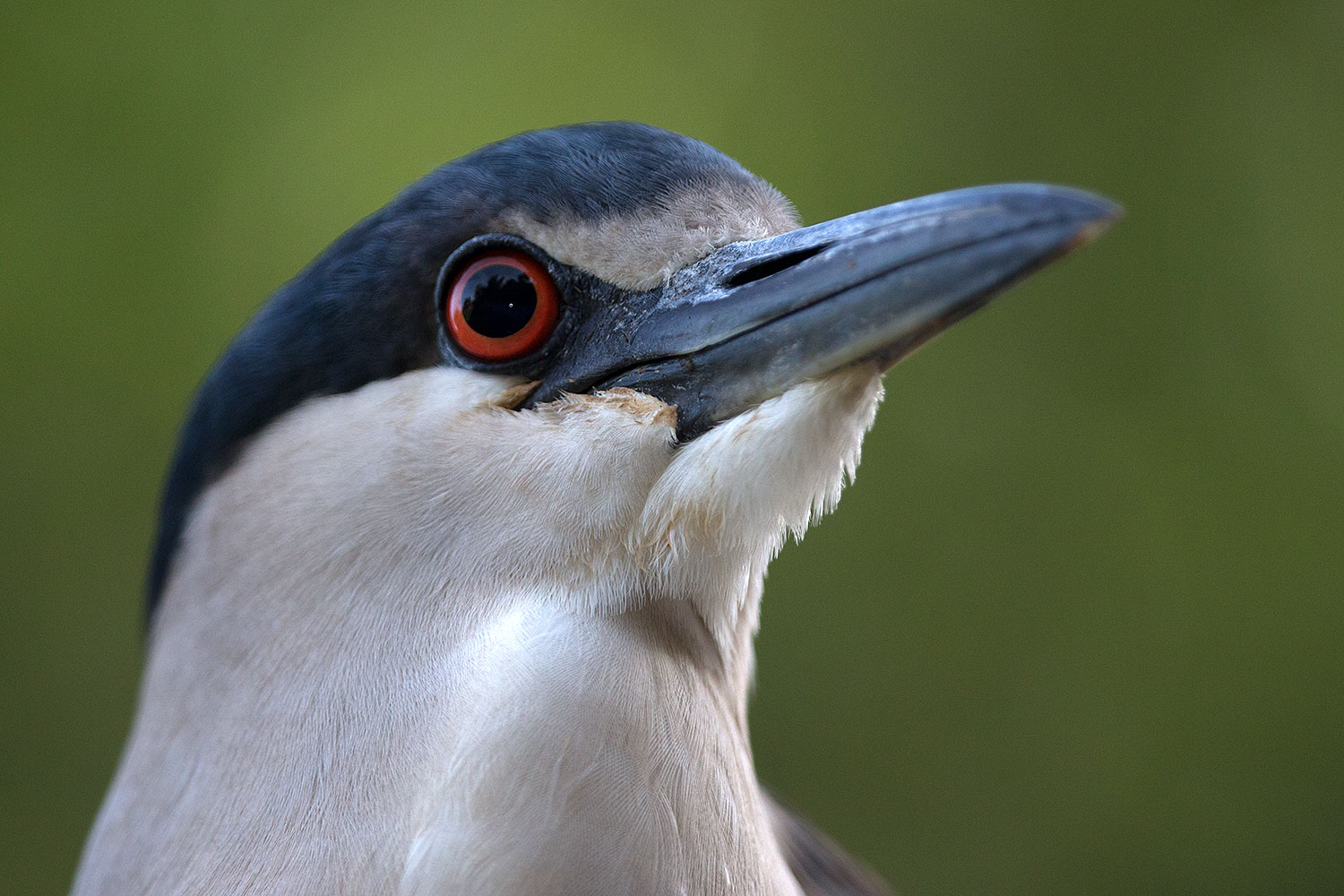 2017-02-02-reid-night-heron-1x_39065
