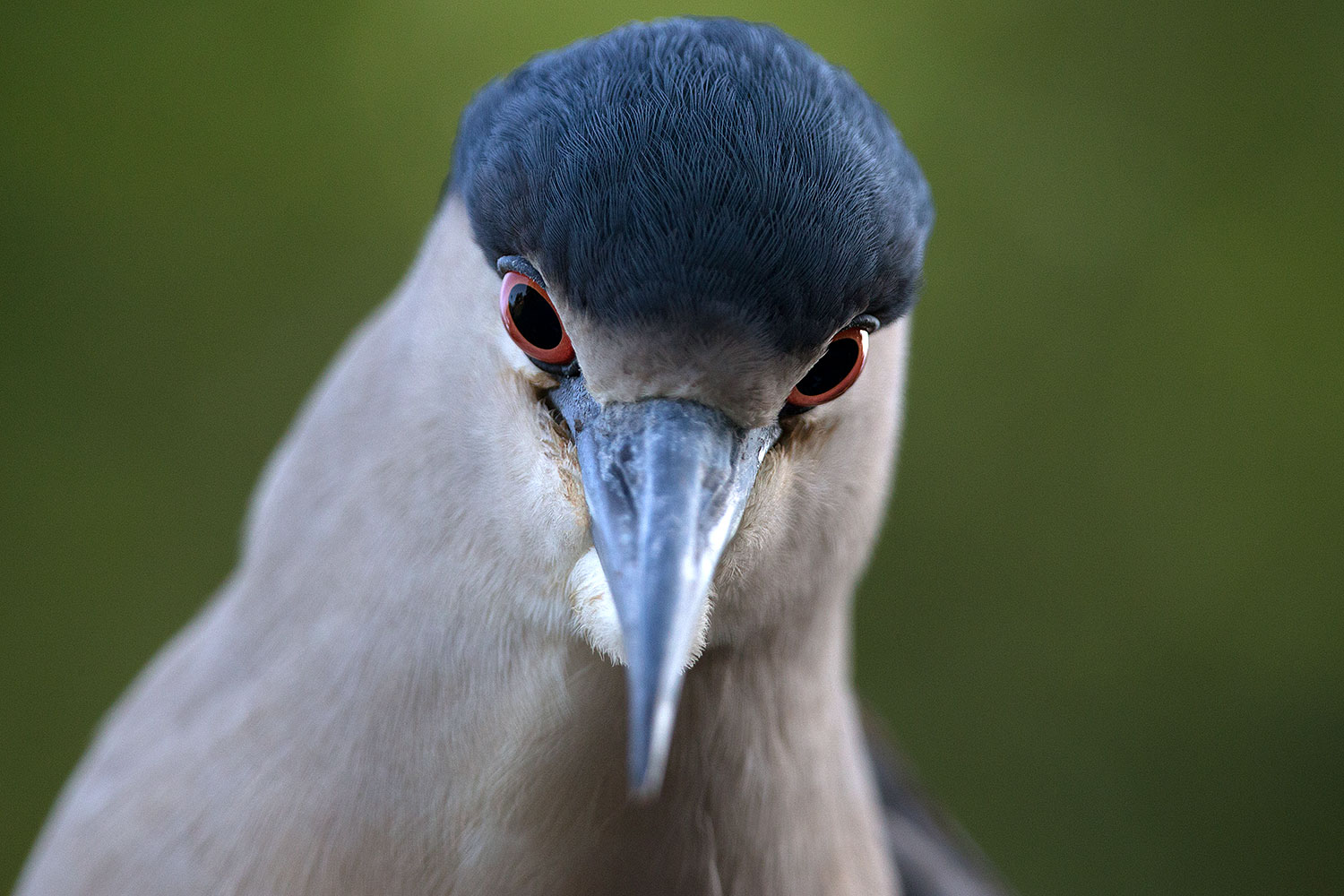 2017-02-02-reid-night-heron-1x_39091