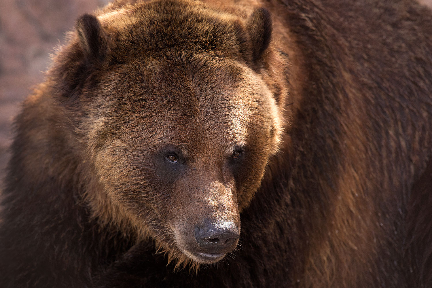 2017 02 03 reid grizzlies 1x 39726