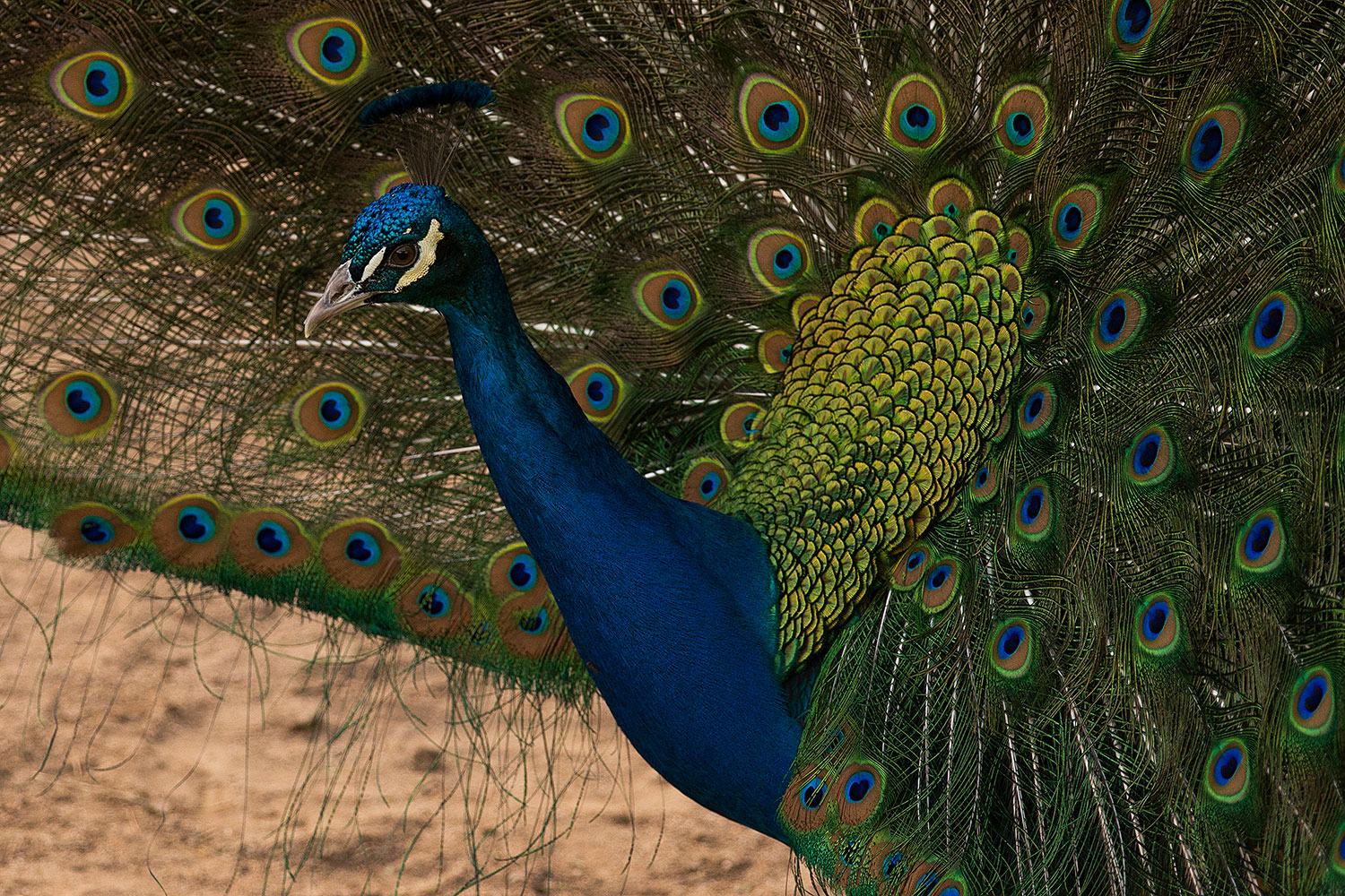 2017 02 03 reid peacocks 1x 40567