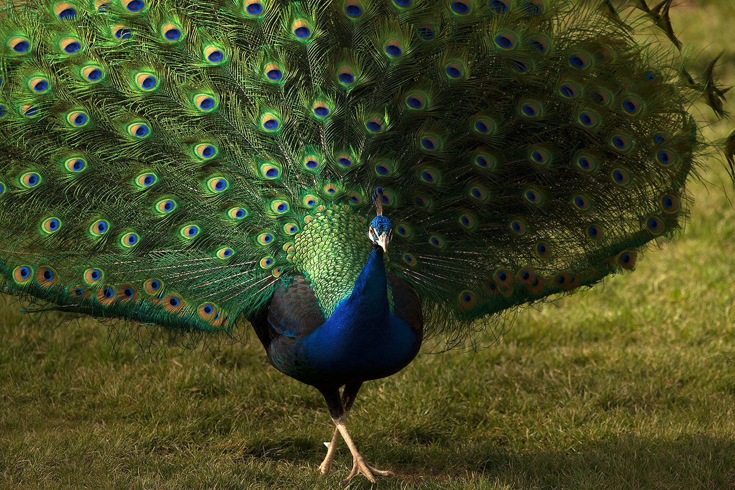 2017 02 03 reid peacocks 1x 40673