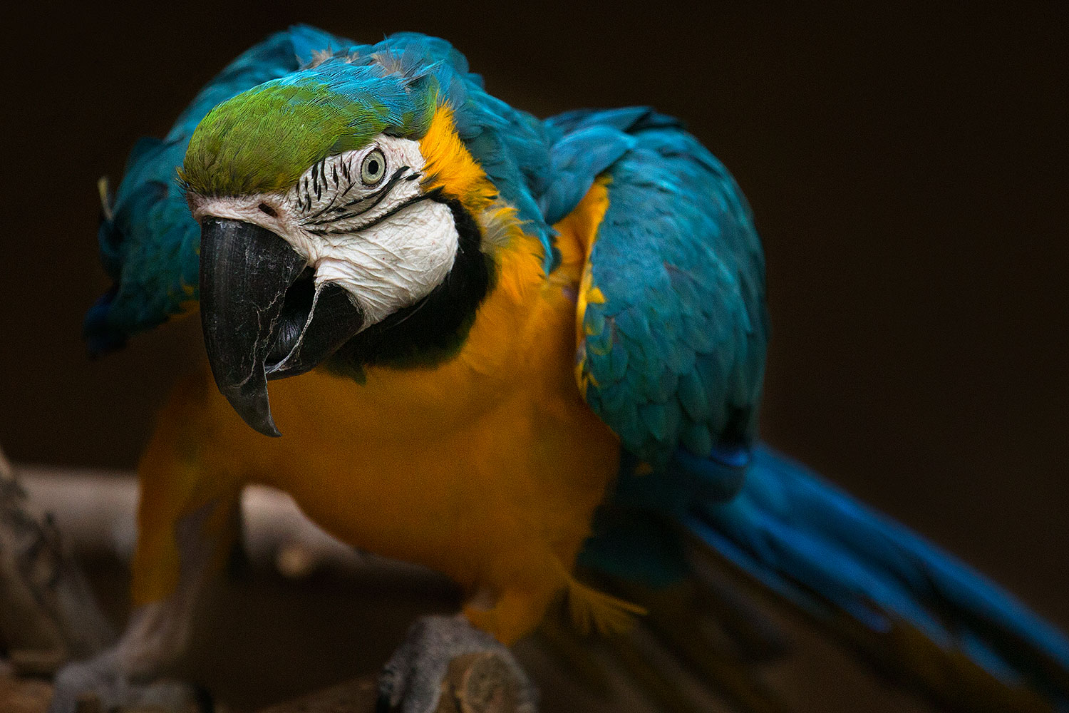 2017 02 05 reid macaw 1x 40999