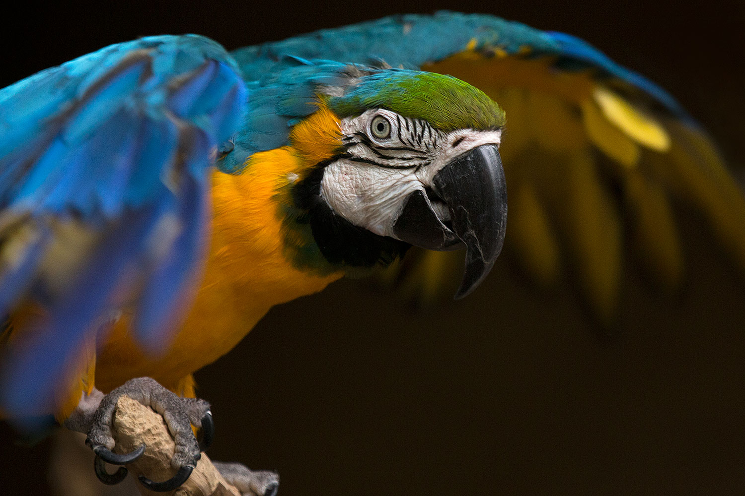 2017 02 05 reid macaw 1x 41031