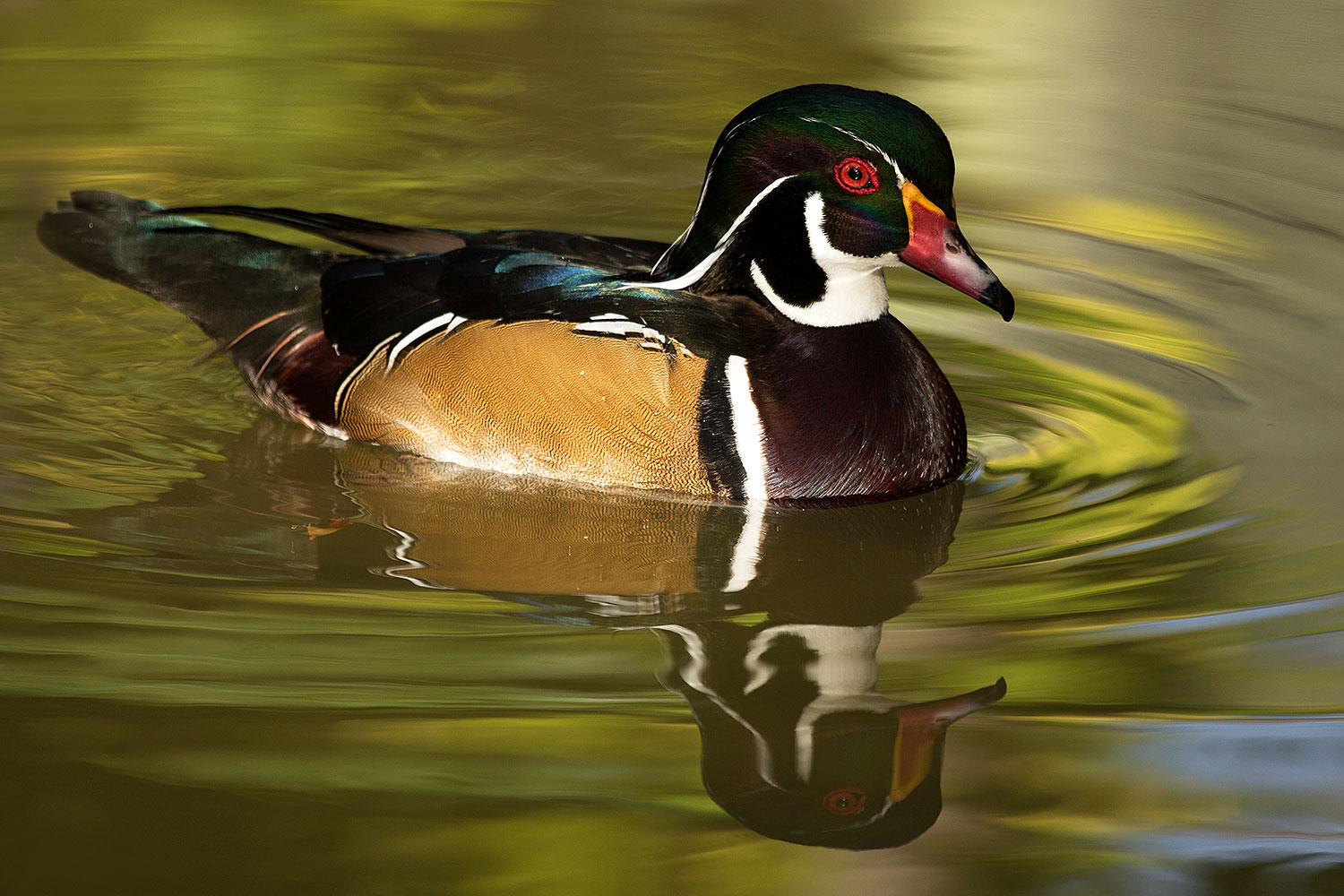 2017 02 07 reid wood ducks 1x 41750