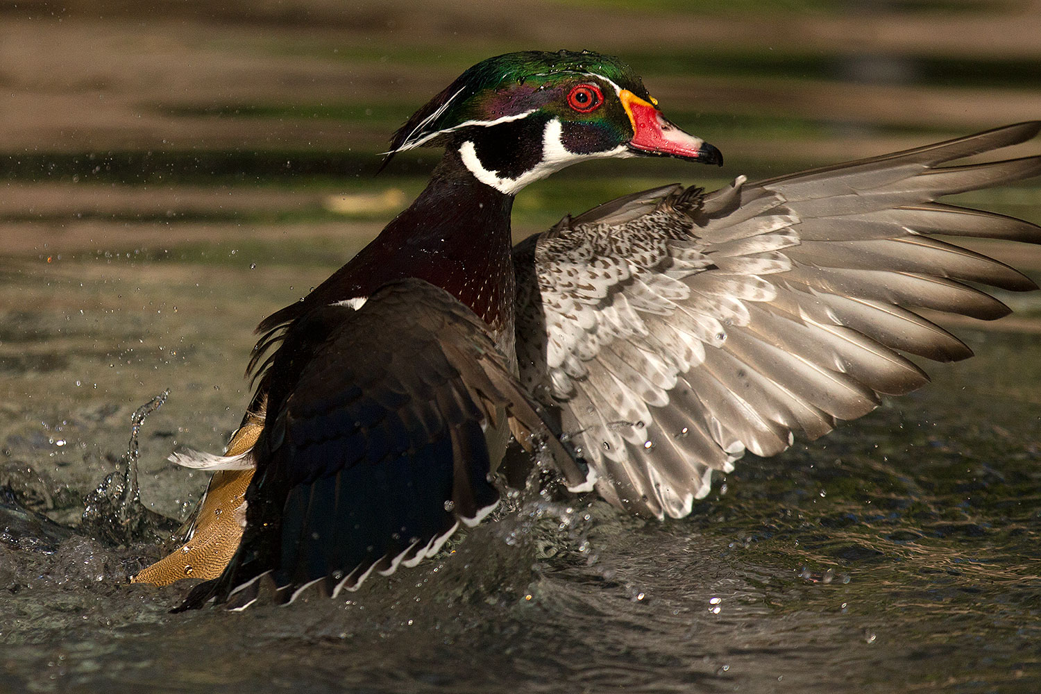 2017 02 08 reid wood ducks 1x 42331