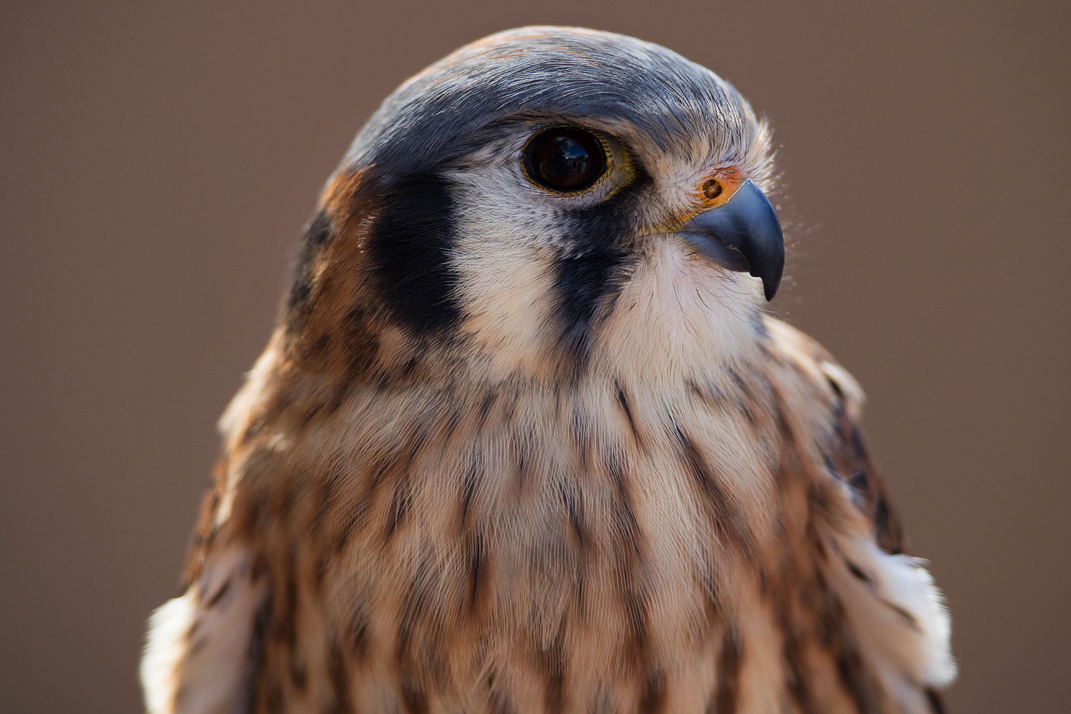 2017 02 12 museum kestrel 1x2 2519