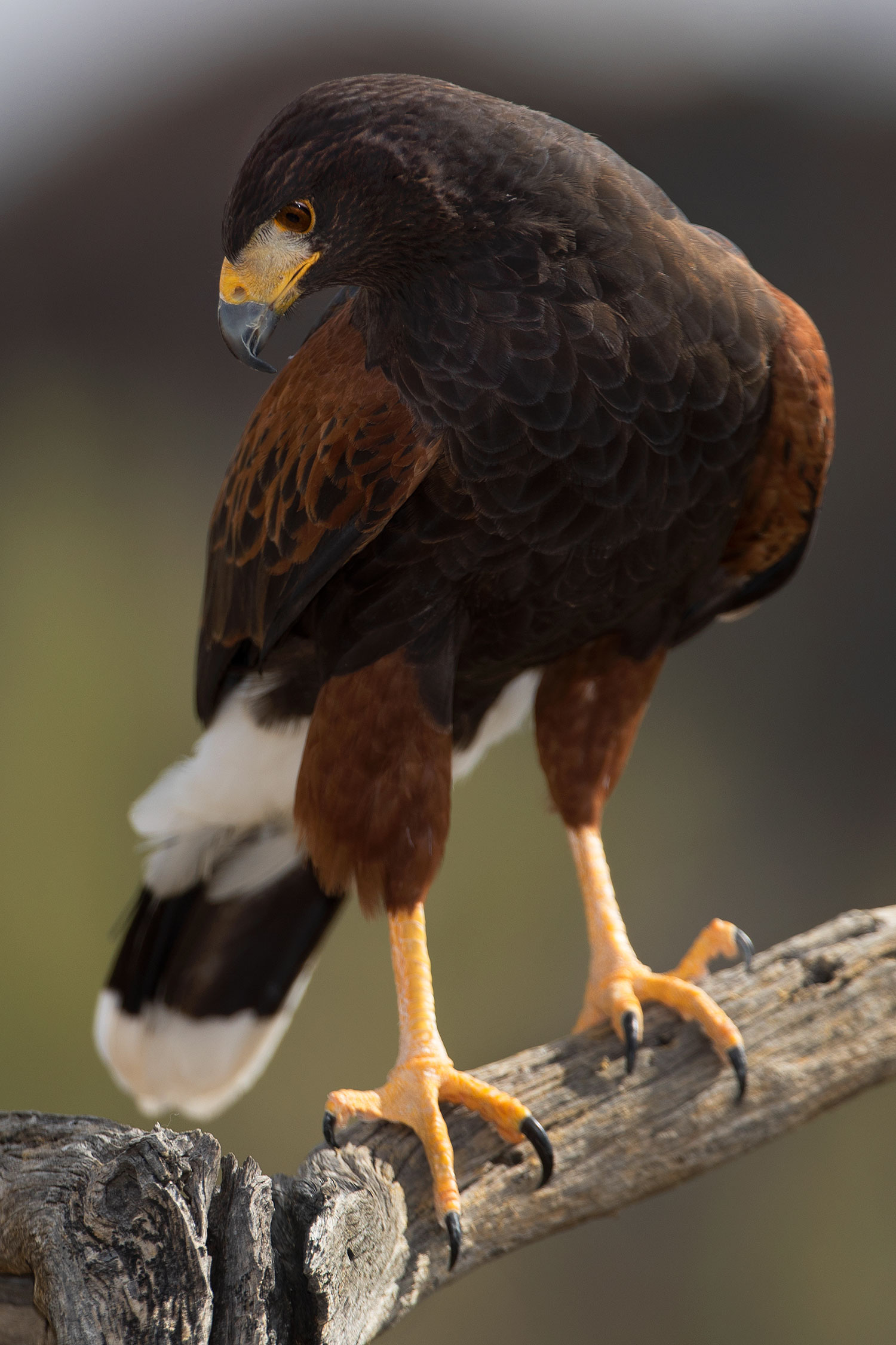 2017-02-14-museum-harris-1x2_3557v