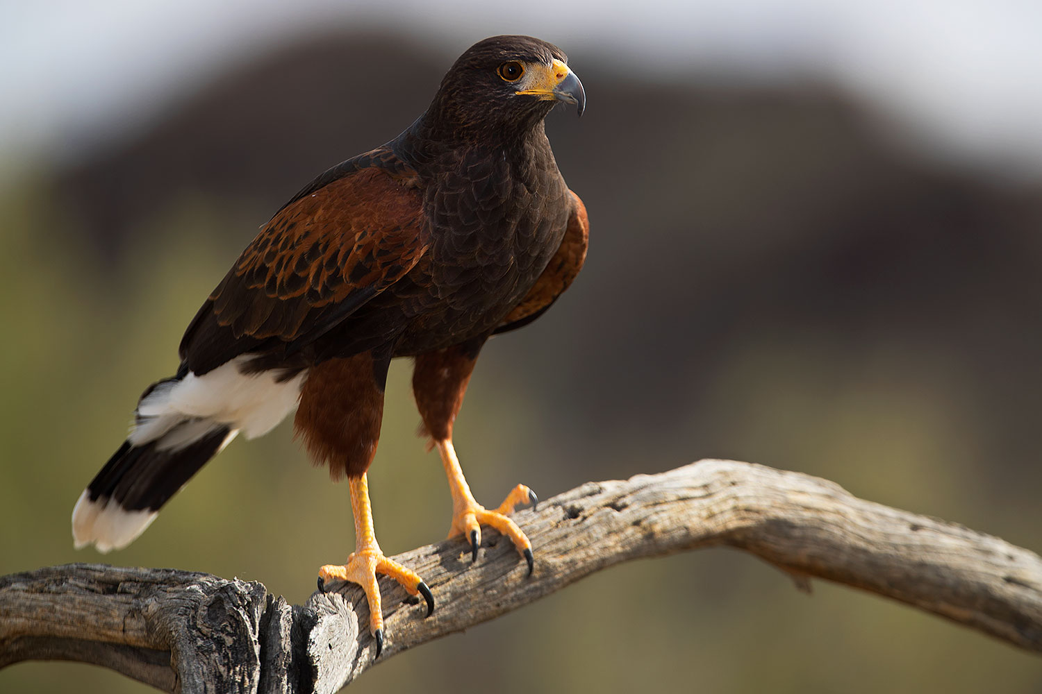 2017-02-14-museum-harris-1x2_3560