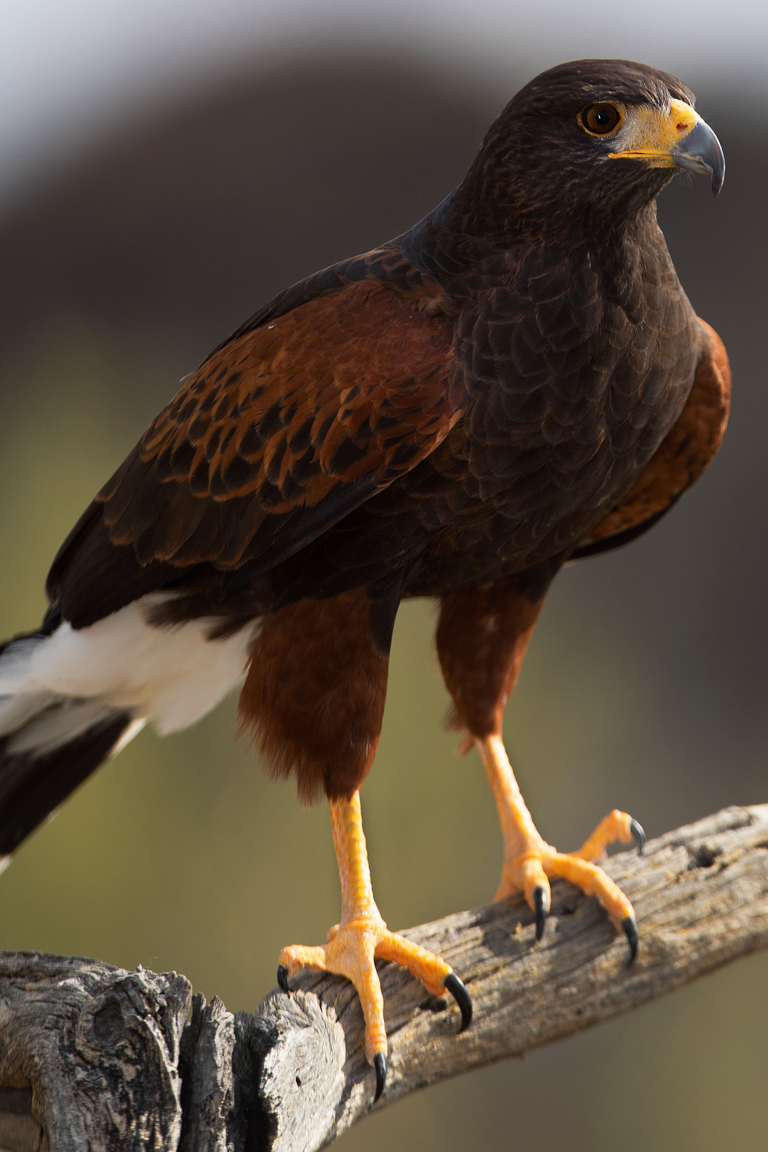 2017-02-14-museum-harris-1x2_3560v