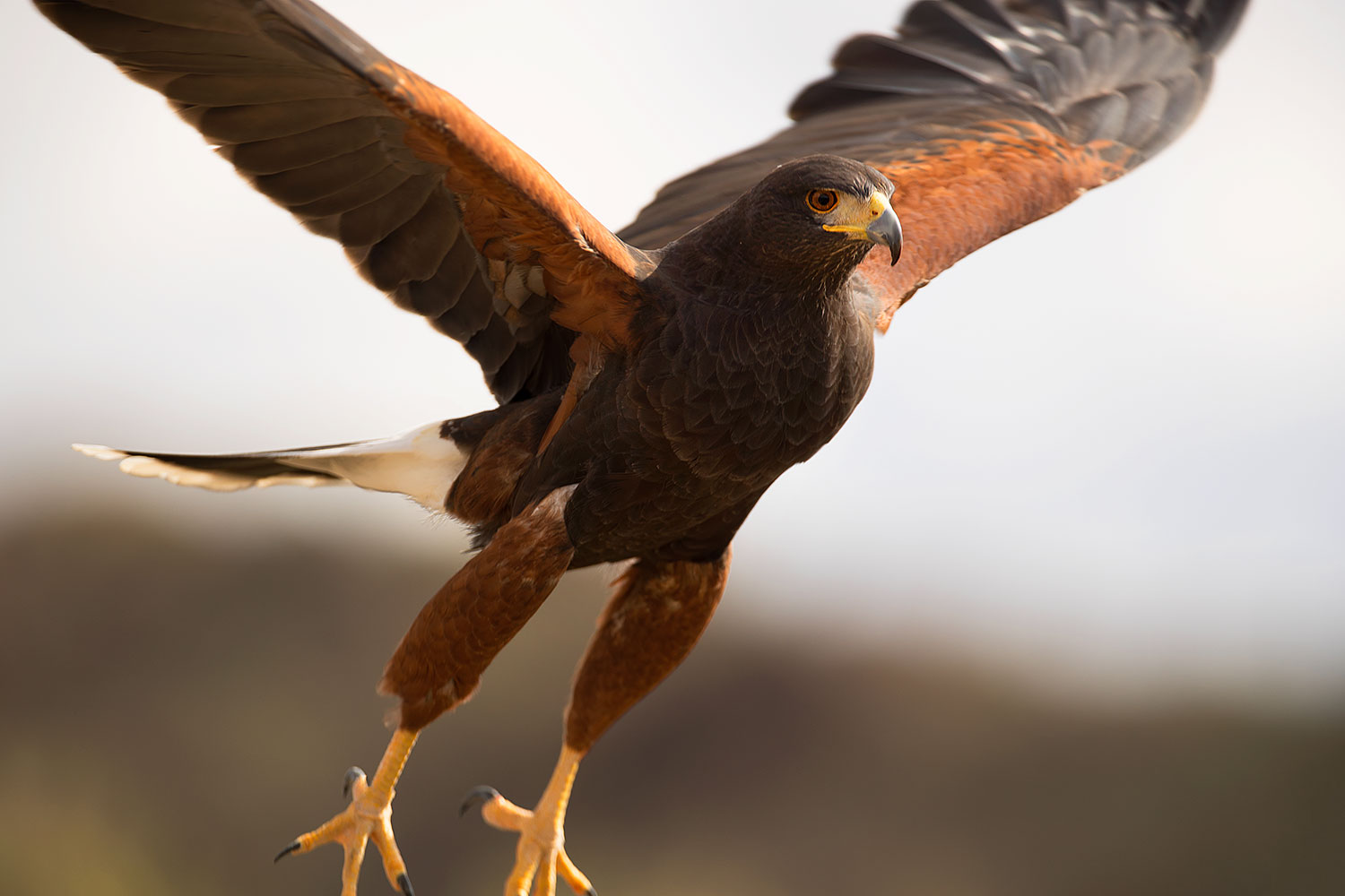 2017-02-14-museum-harris-1x2_3688