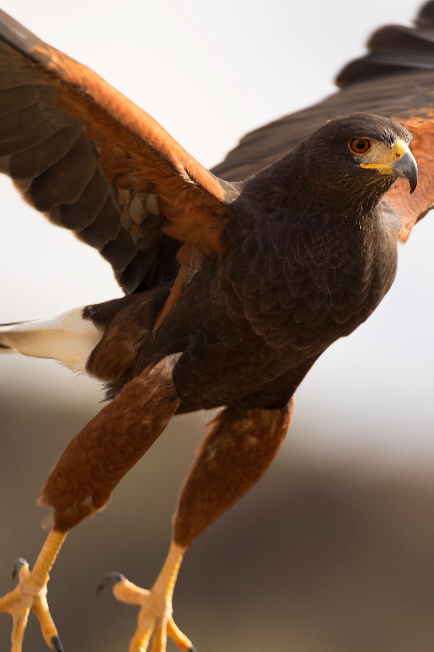 2017-02-14-museum-harris-1x2_3688v