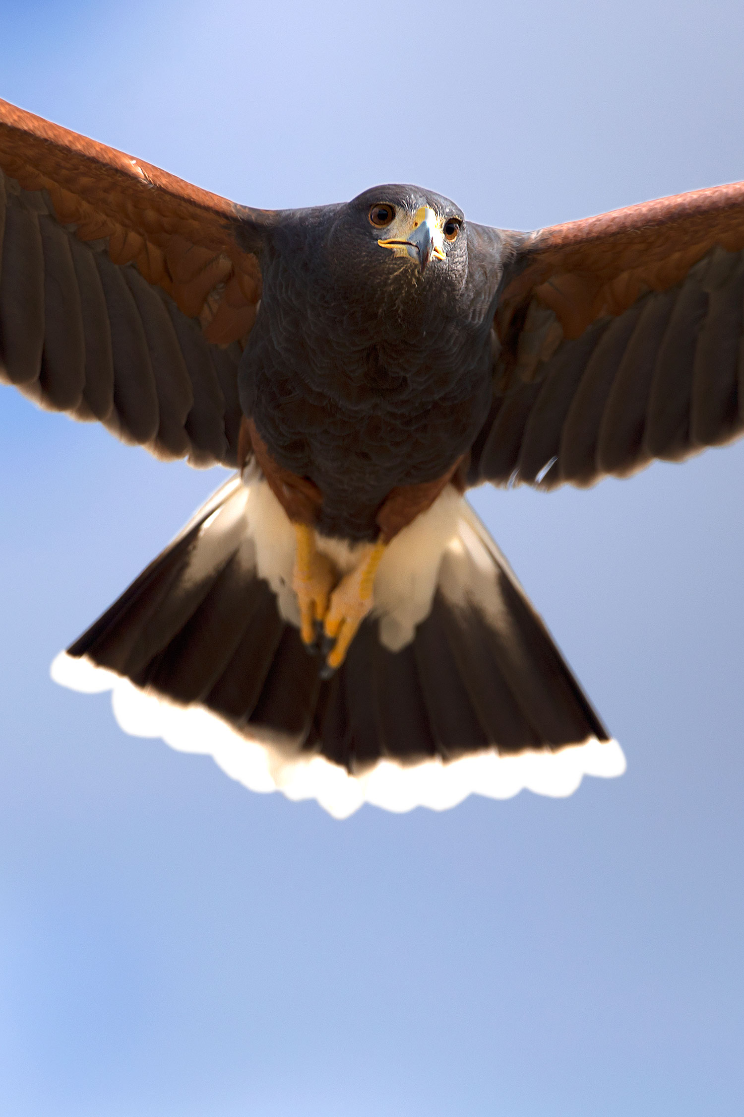 2017-02-14-museum-harris-1x2_3705v